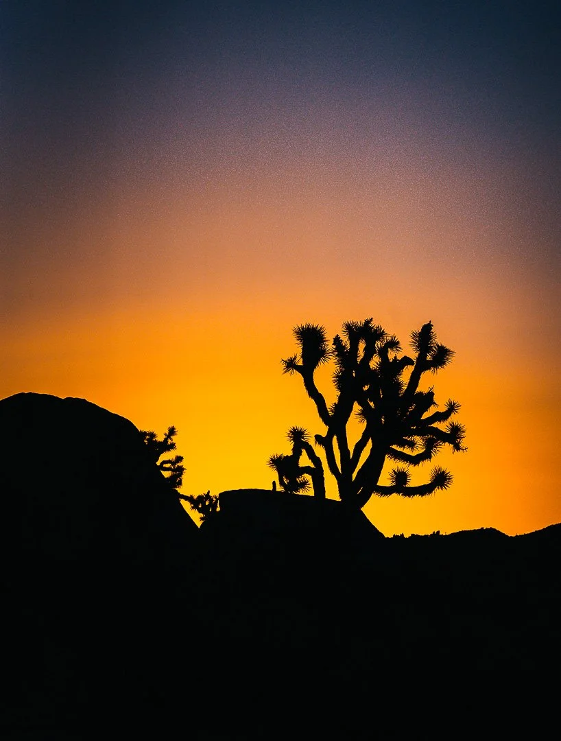 JOSHUATREEDAY_05_09-83.jpg