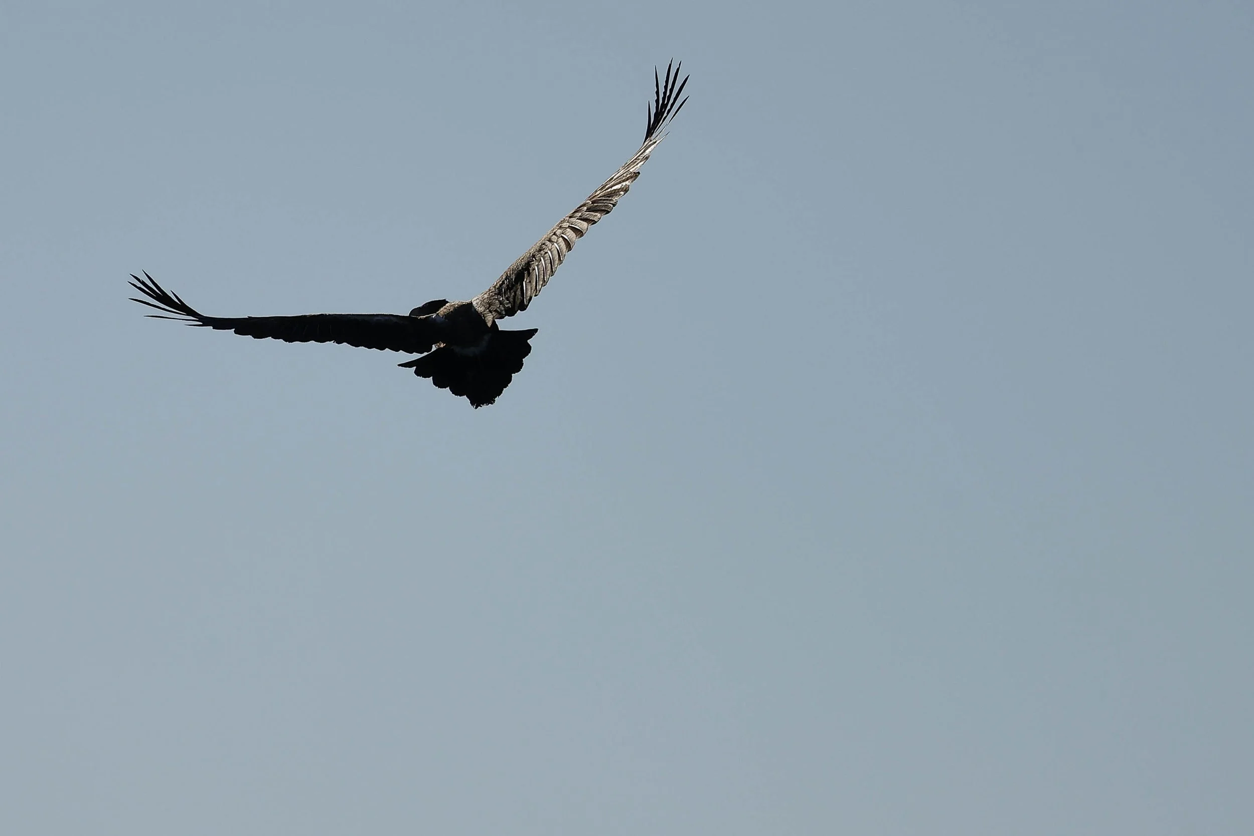 Day7 Longreach_Julia Creek AMP-2367-2.jpg
