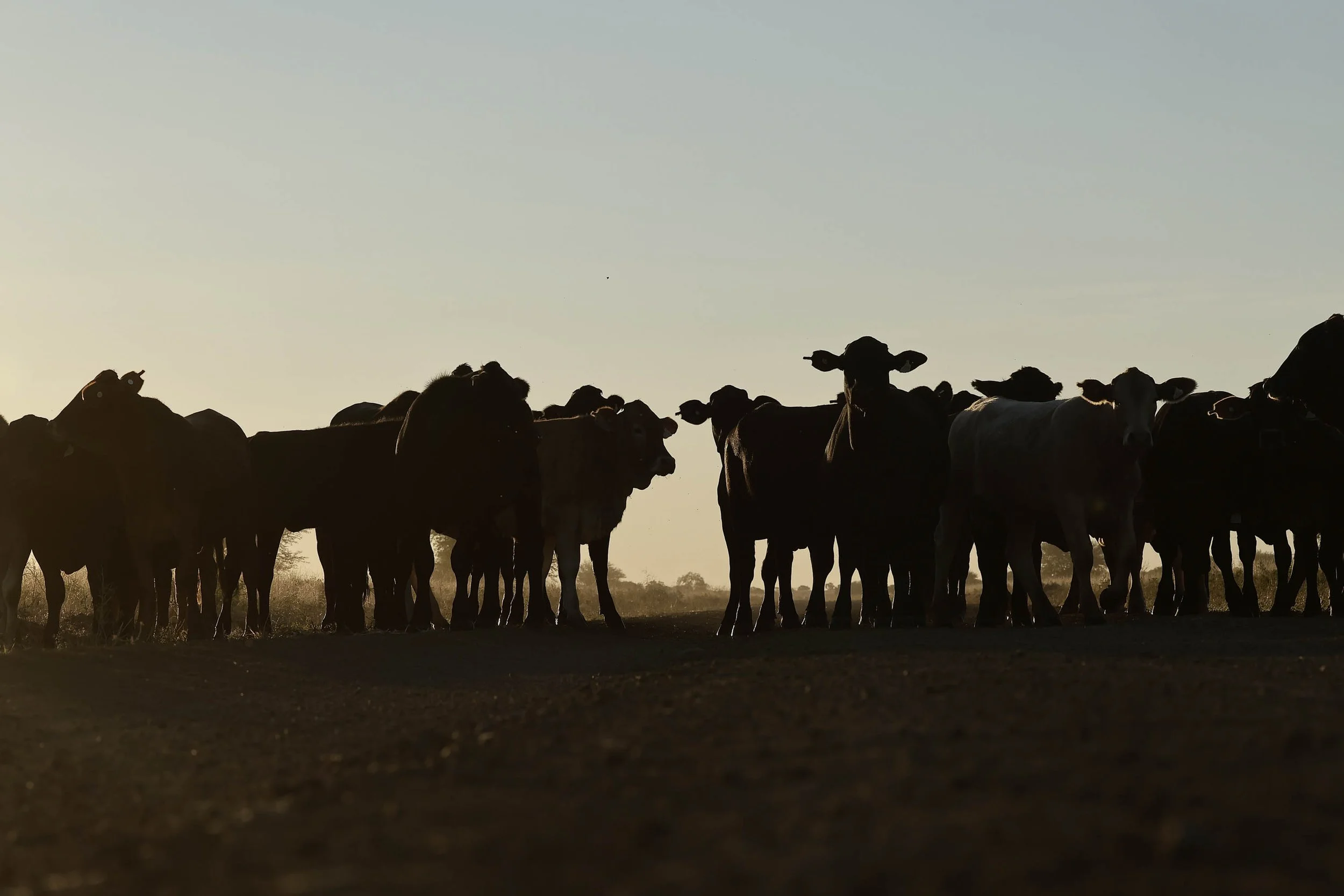 Day7 Longreach_Julia Creek AMP-4669-2.jpg