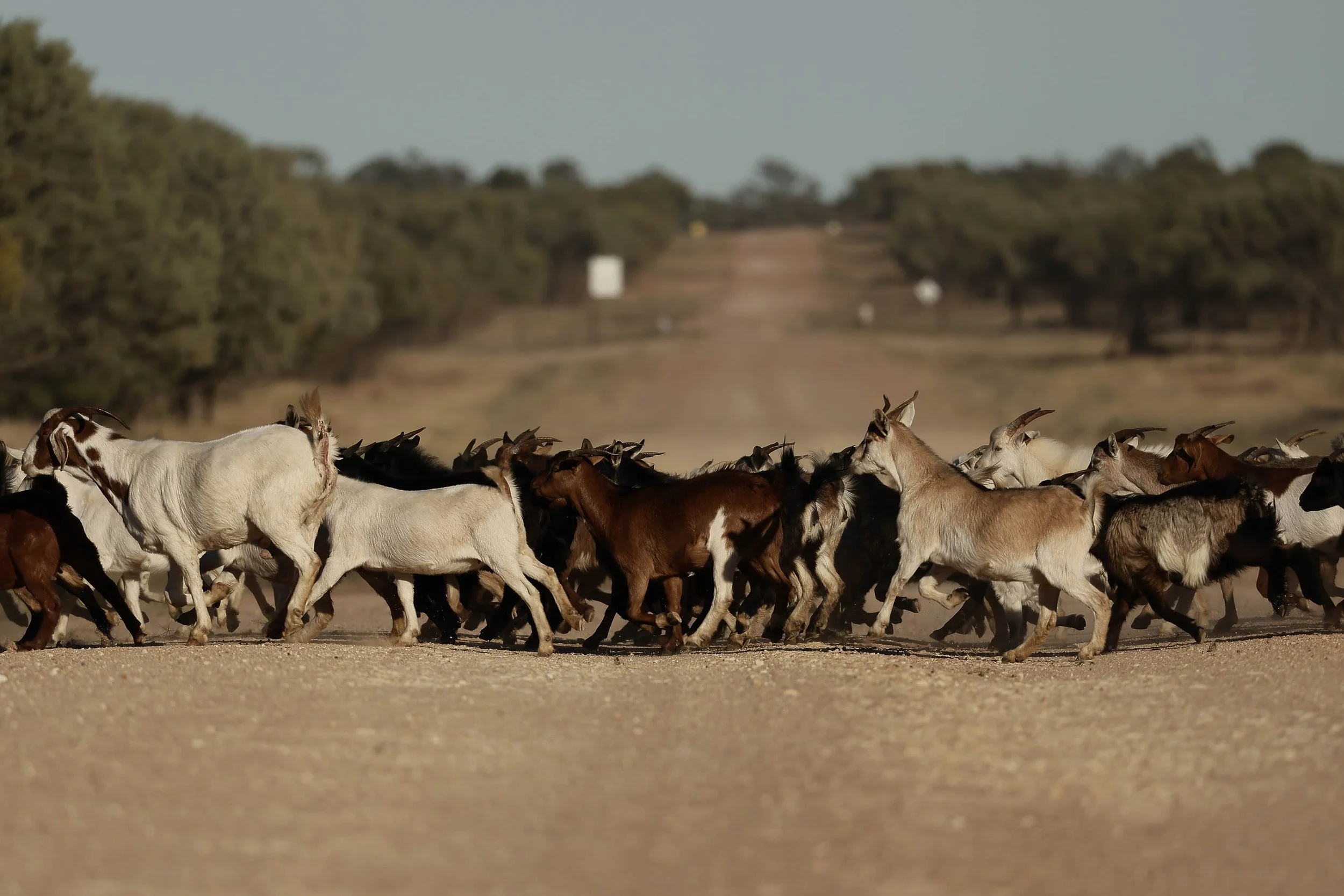 Day7 Longreach_Julia Creek AMP-2262-2.jpg