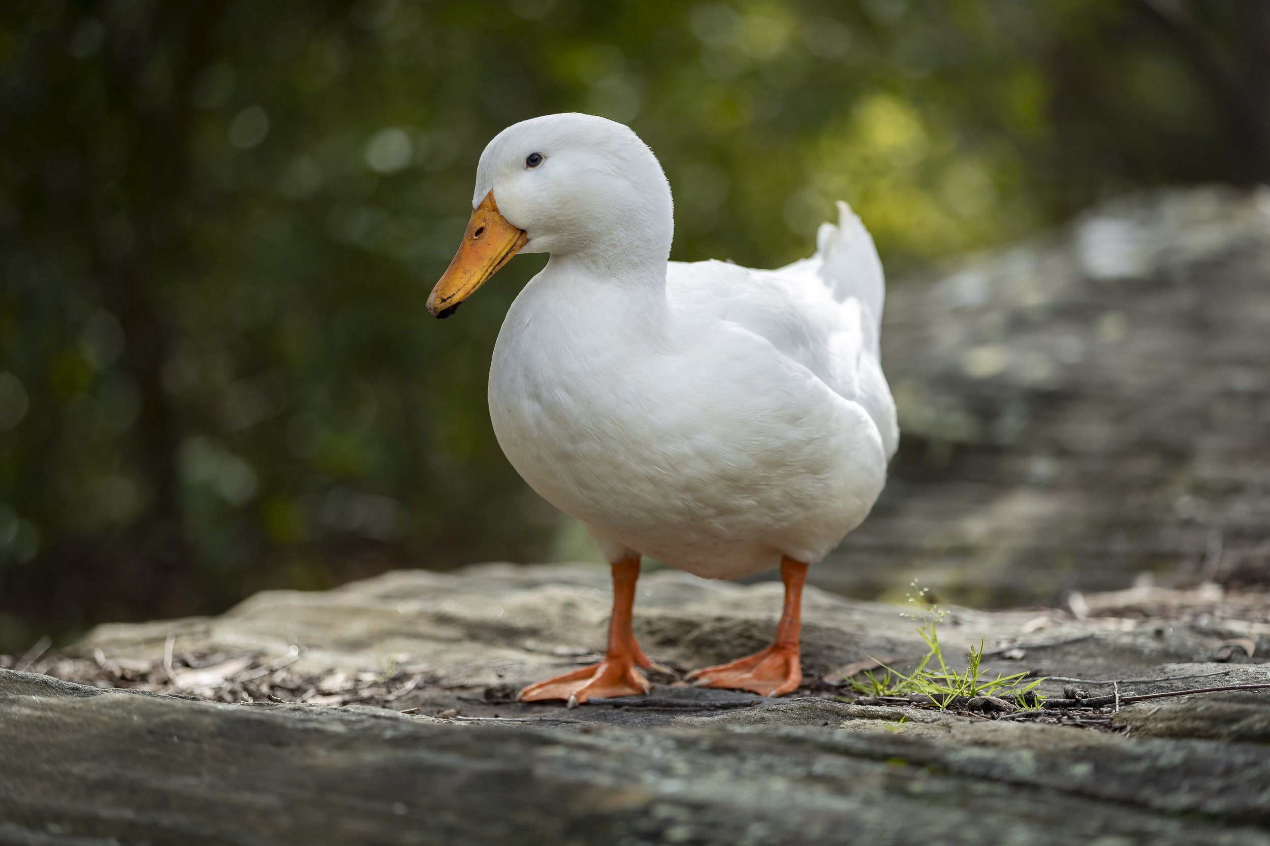 Ku_Ring_Gai Holiday Program-6687.jpg