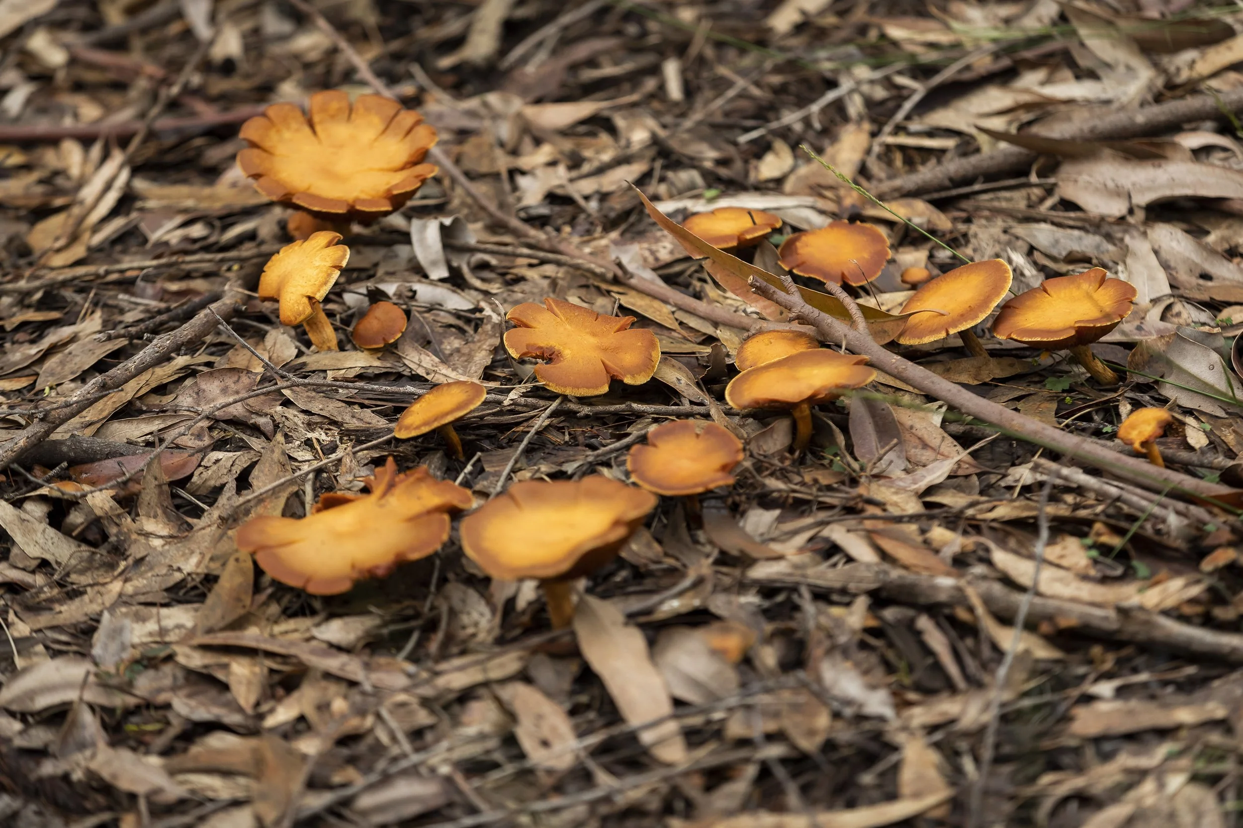 Ku_Ring_Gai Holiday Program-6274.jpg