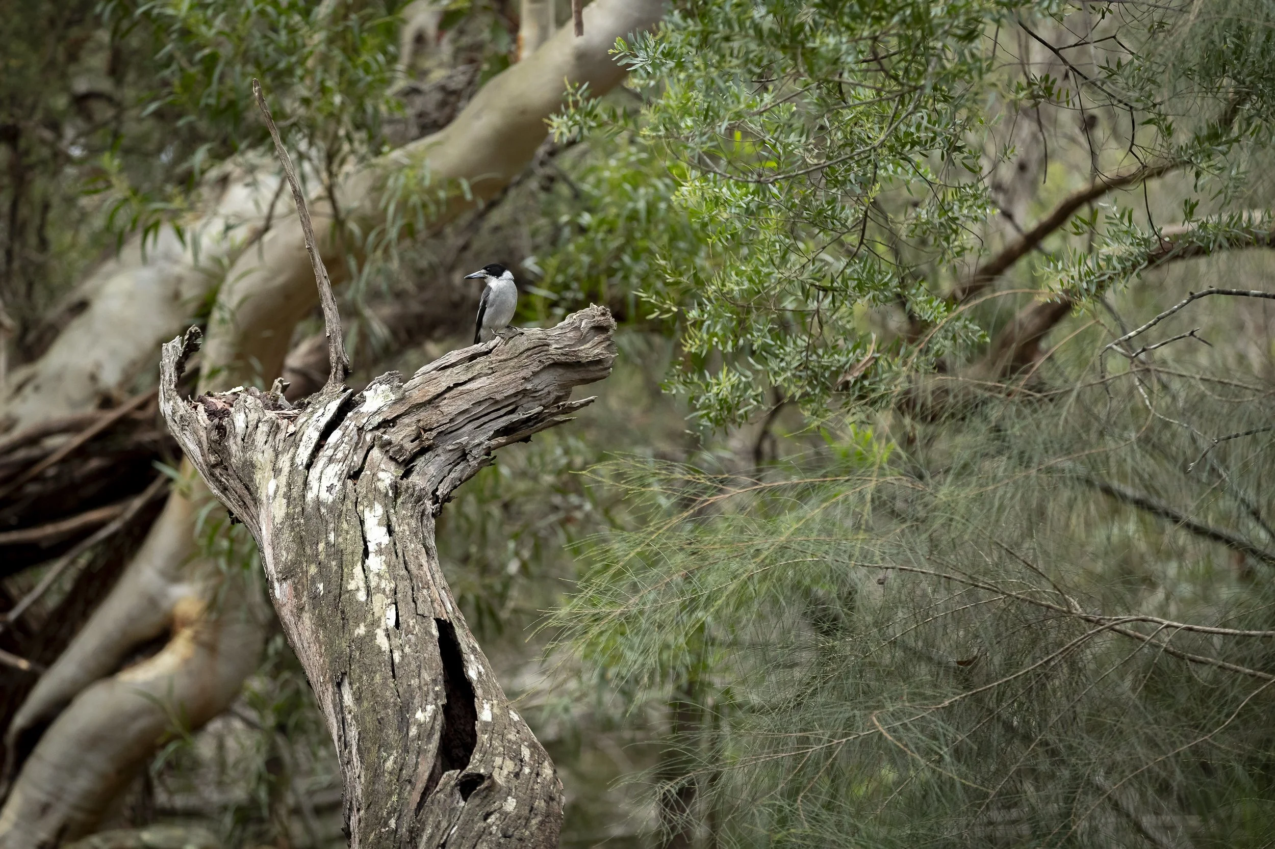 Ku_Ring_Gai Holiday Program-7204.jpg