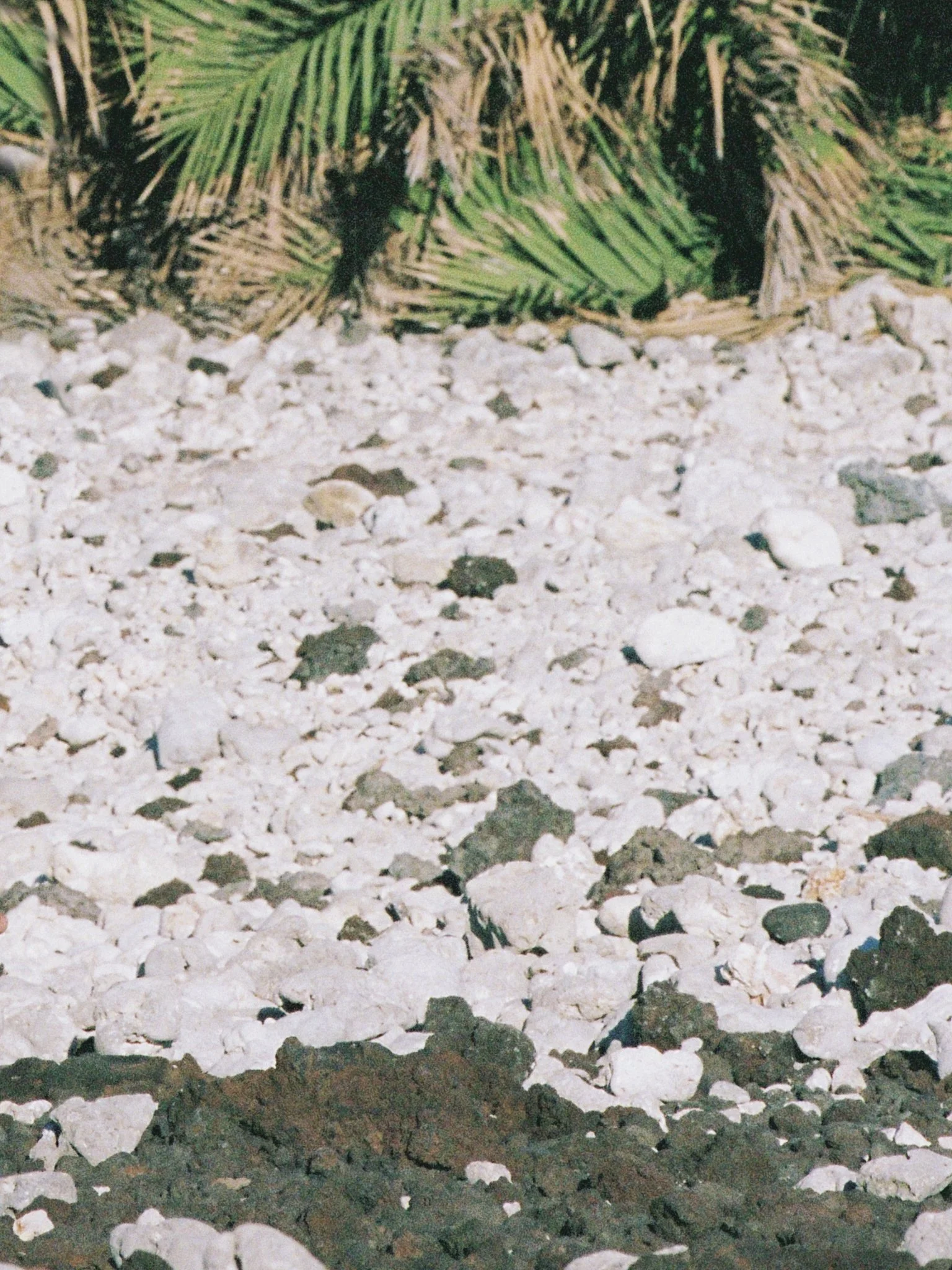 Close-up of a rocky beach with various white and dark stones and green palm leaves in the background.