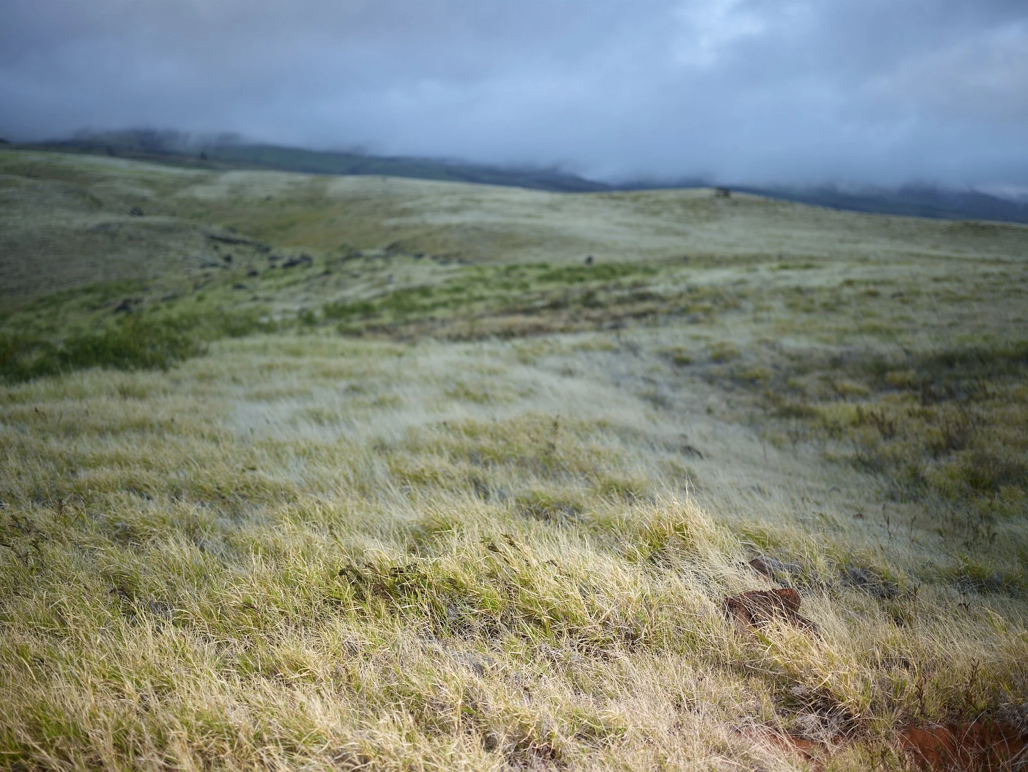 A grassy landscape with rolling hills under a cloudy sky, with mountains faintly visible in the background.