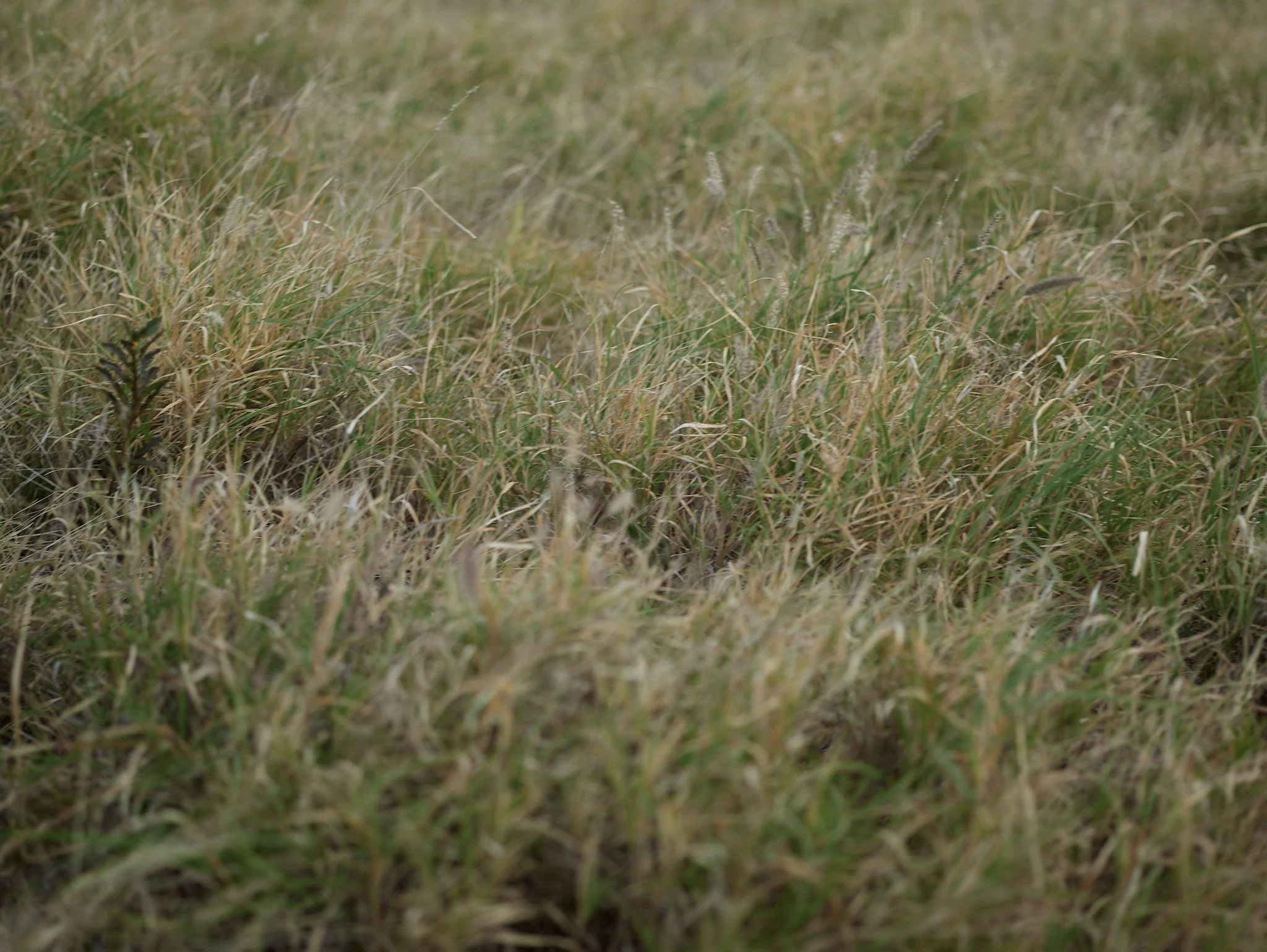 Close-up of a grassy field with mixed green and brown grass.