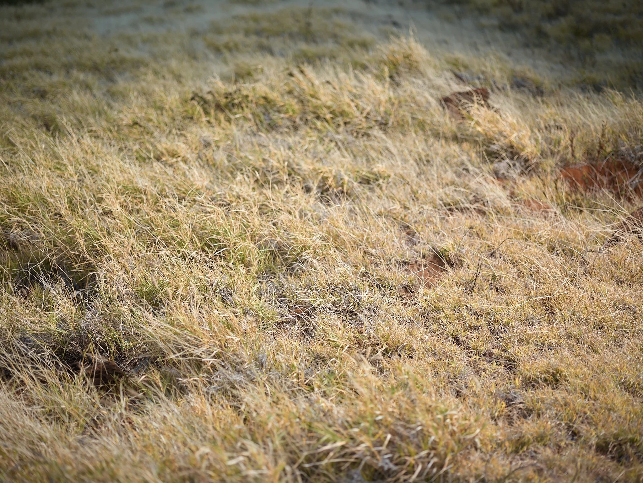 Close-up of dry, yellowish grass in a field with some patches of brown soil.