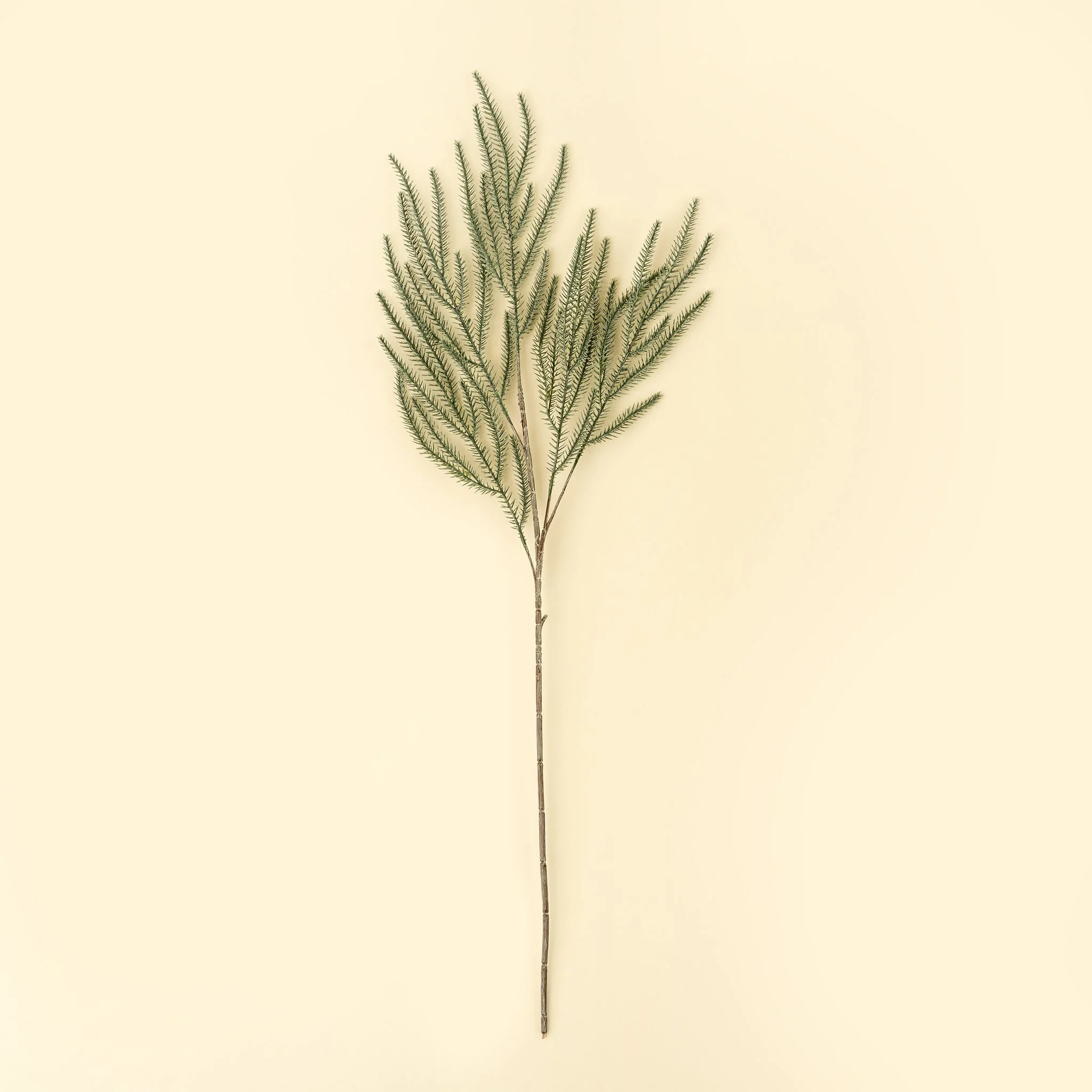 Norway Spruce Sprig