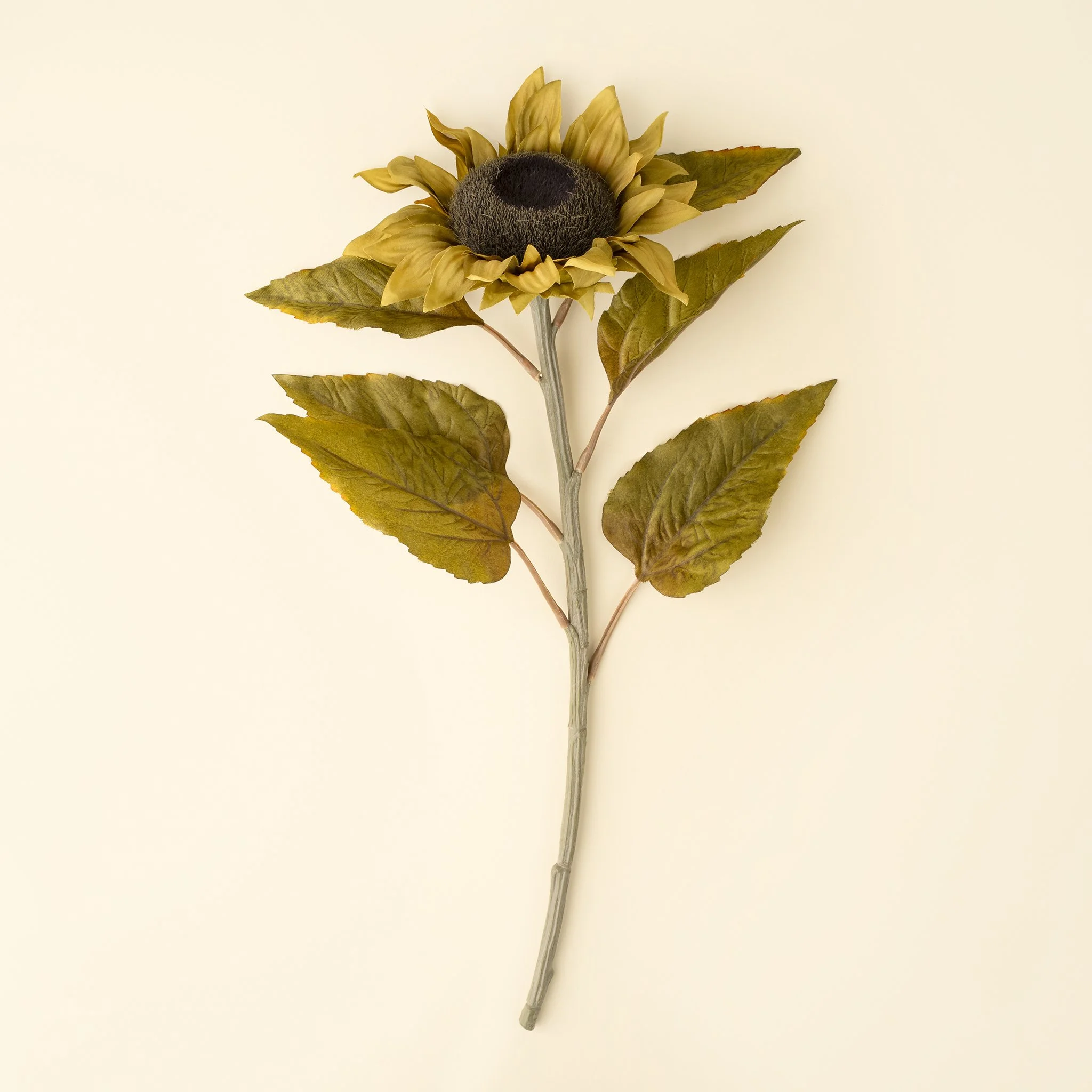 Harvest Sunflower Stem