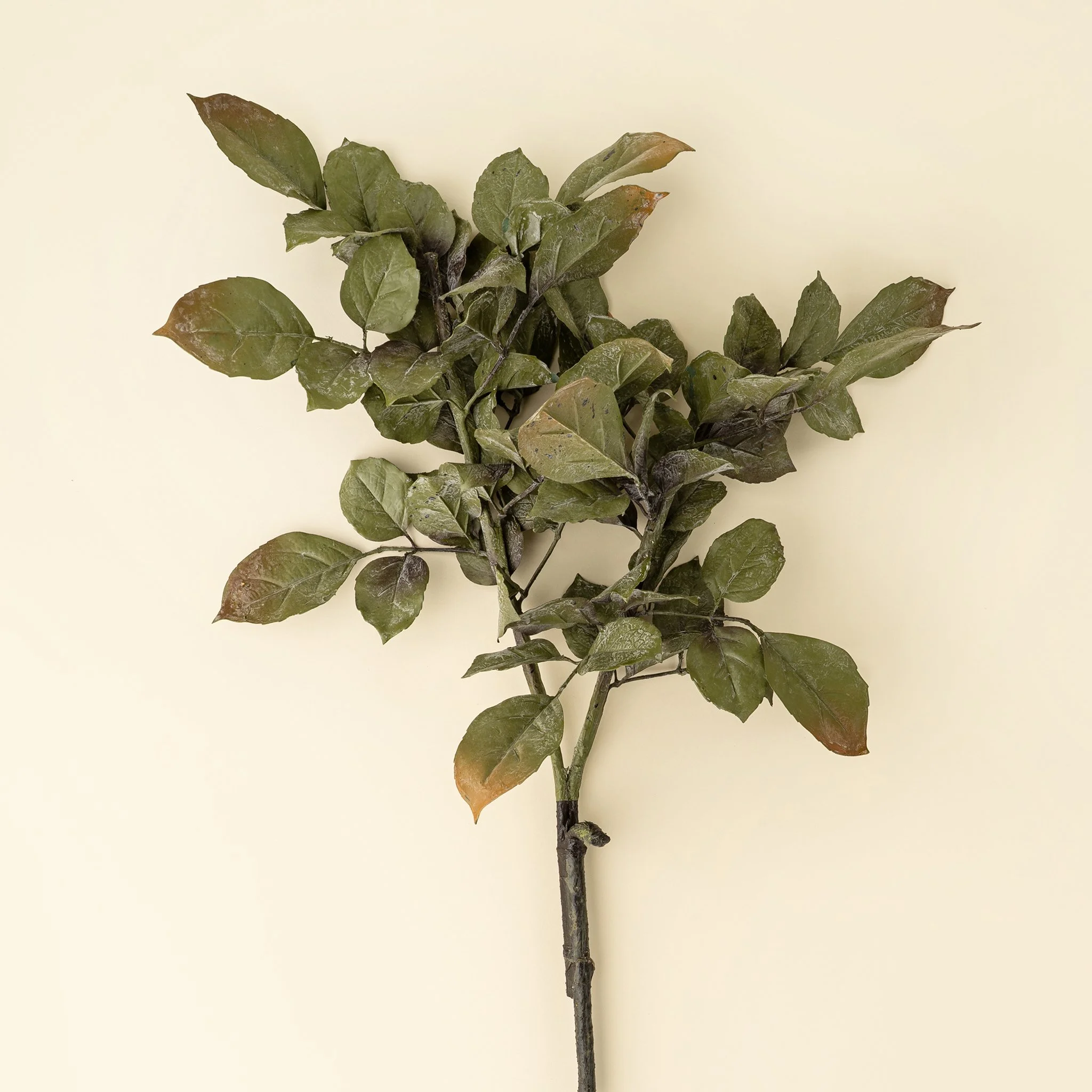 Banyan Branch