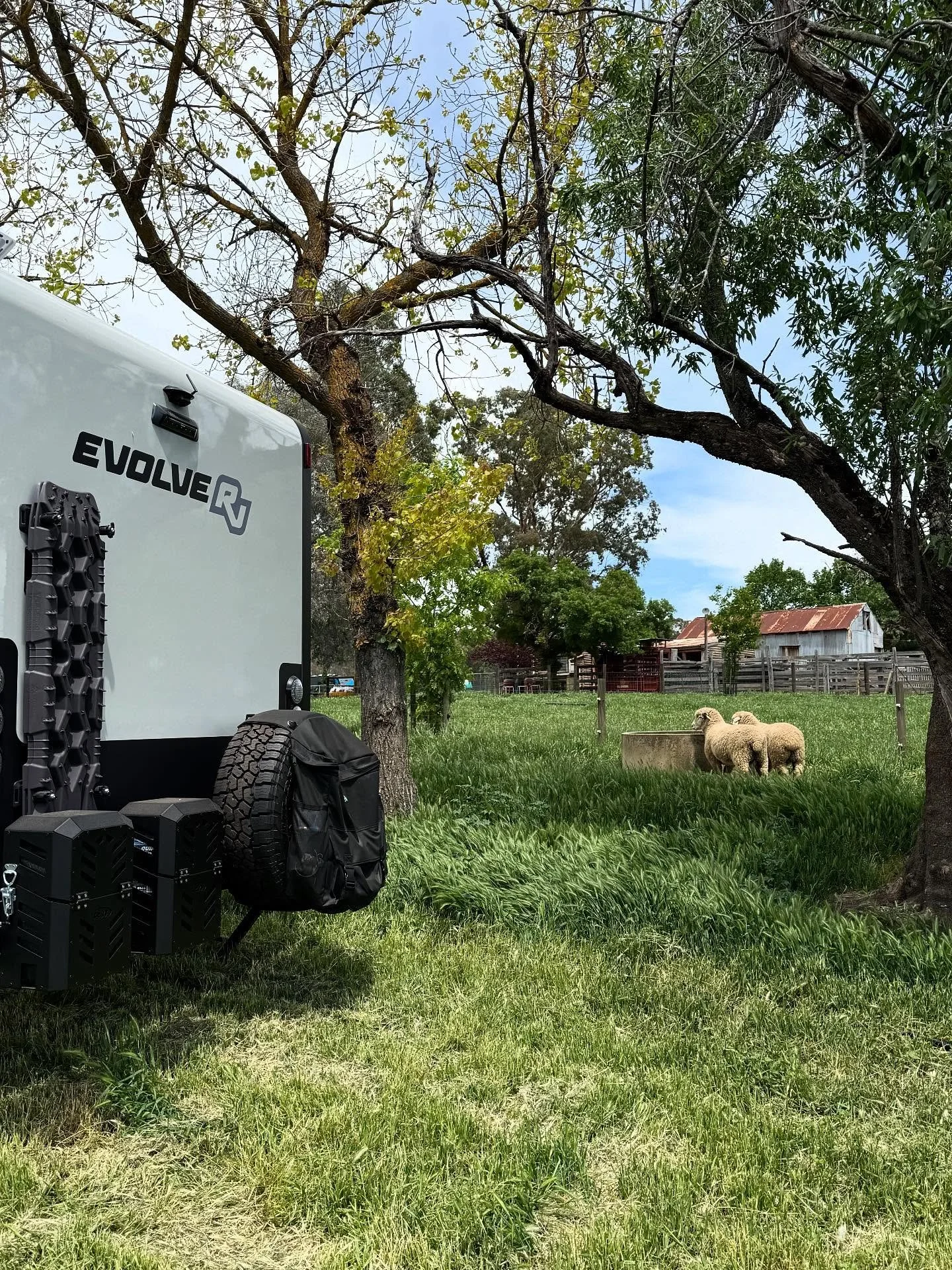 Nothing but country calm, green fields, and a couple of locals 🐑 🐑 

#EvolveRV #VanLifeAustralia #CaravanLife #TravelAustralia #ExploreAustralia #AustralianMade #OffGridLiving #VanAdventures #CaravanAdventure #LifeOnTheRoad #SeeAustralia #TravelCou