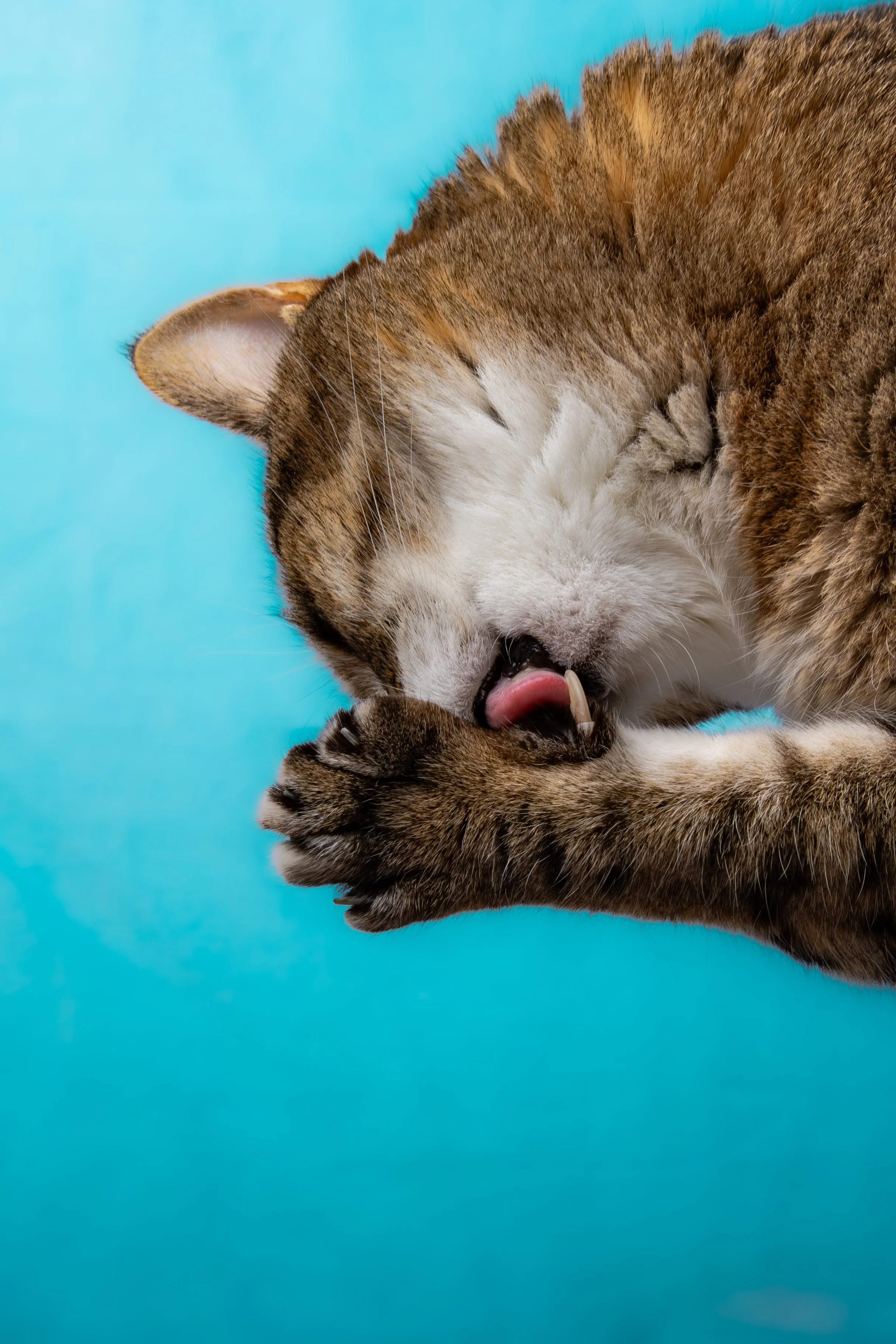 Minerva 2.0-492-Enhanced-NR.jpg