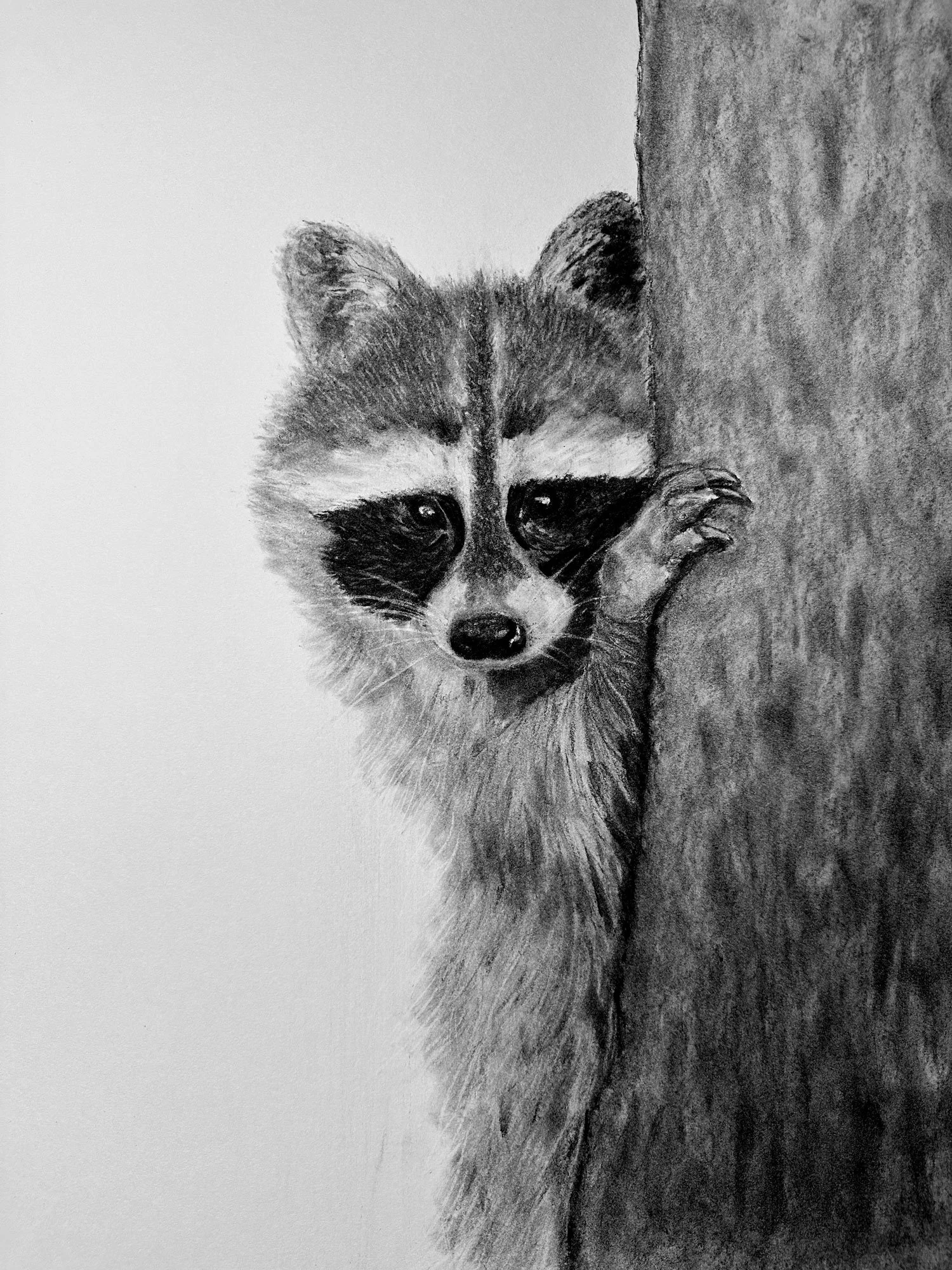 danny-gordo-racoon-drawing.jpg