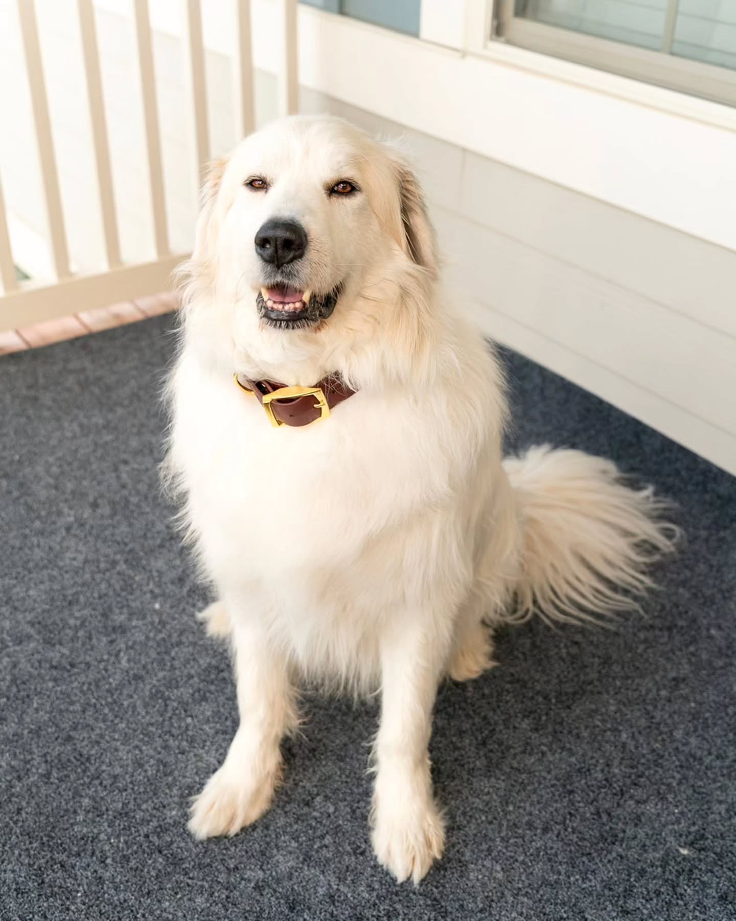 Some new colors came in! Excited to start making some new things with them ❤️

I hope everyone is having a great day ☀️

📸: @littlebitloki
Product: 1.5&quot; Full Collar
Colors: Mahogany
Code: LOKI15
.
.
.
.
.
.
.
.
.
.
#dog #doglover #dogsofinstagr