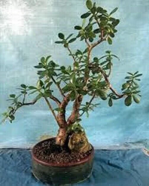 Crassula Ovata Croby's large Jade Plant: 1- Live, Succulent + Bonus 17" to  24"  FairAndFrugal and TheFairAndFrugalGuru