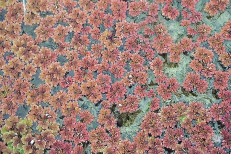s-l1600 (8).webp