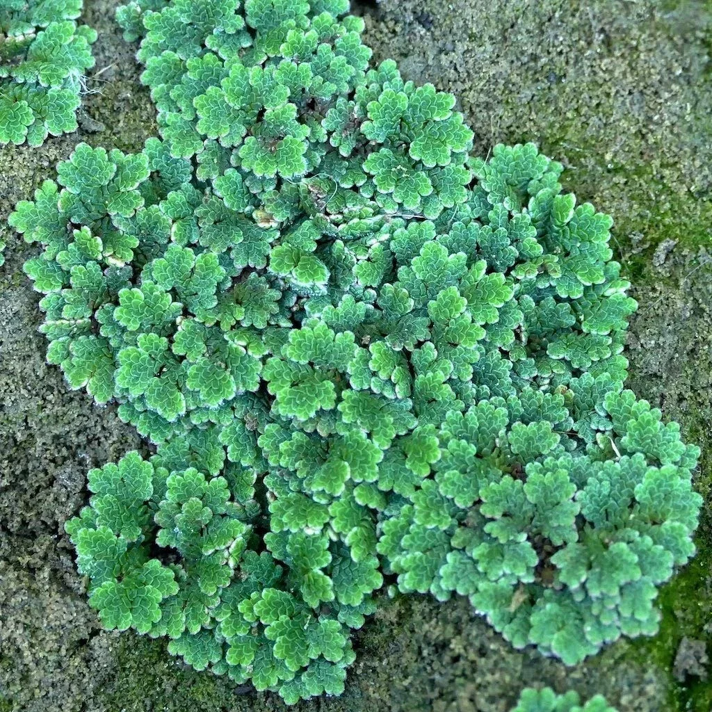s-l1600 (1).webp
