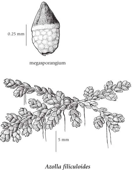 s-l1600 (4).webp