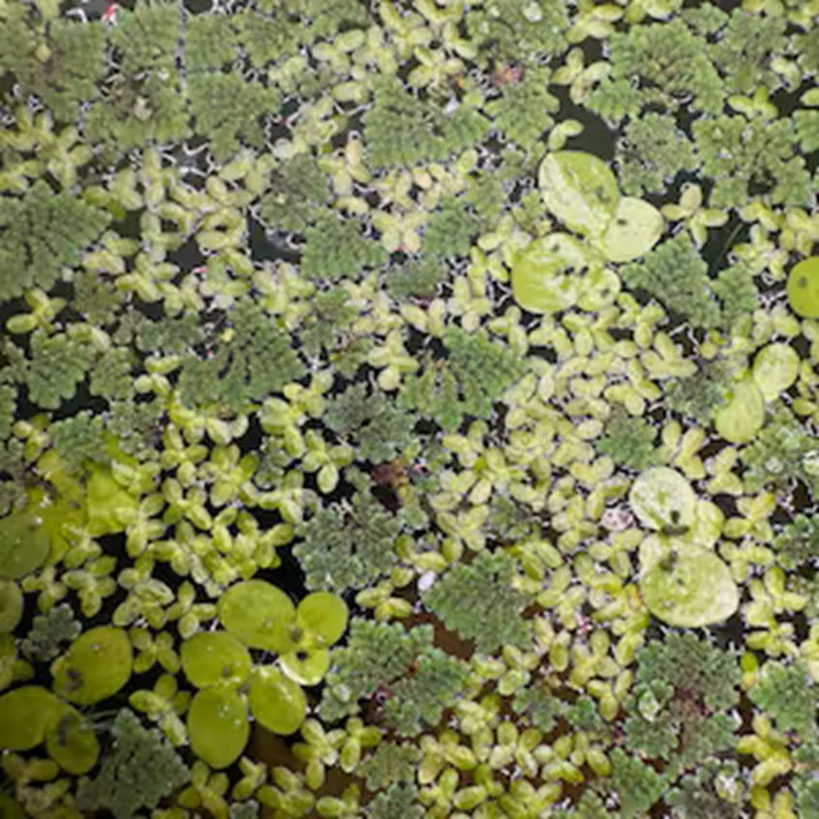 s-l1600 (23).webp