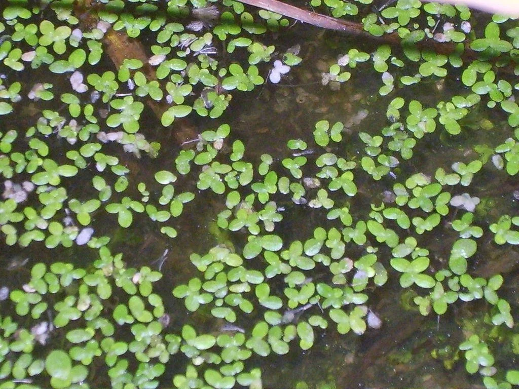 s-l1600 (21).webp