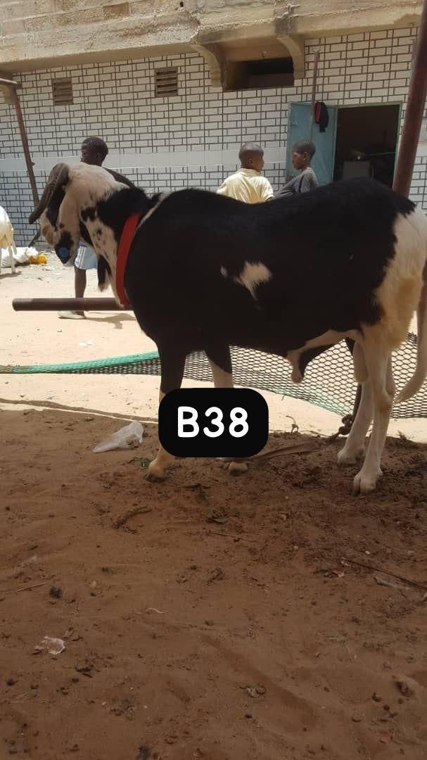 B38