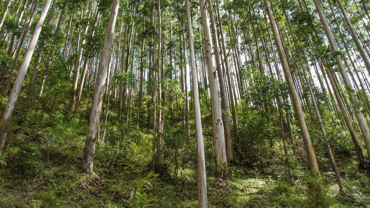 Vegetation Management Queensland: The Checks You Must Do Before Clearing Land