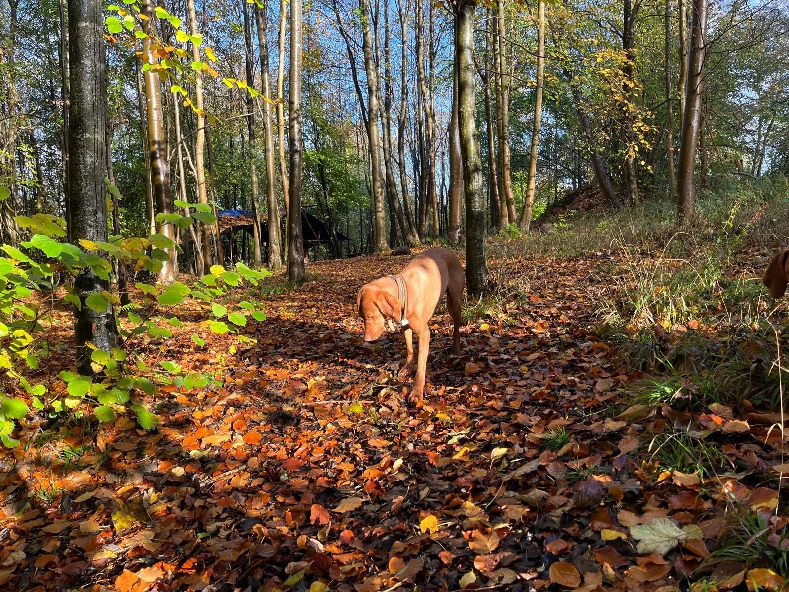 As the leaves turn