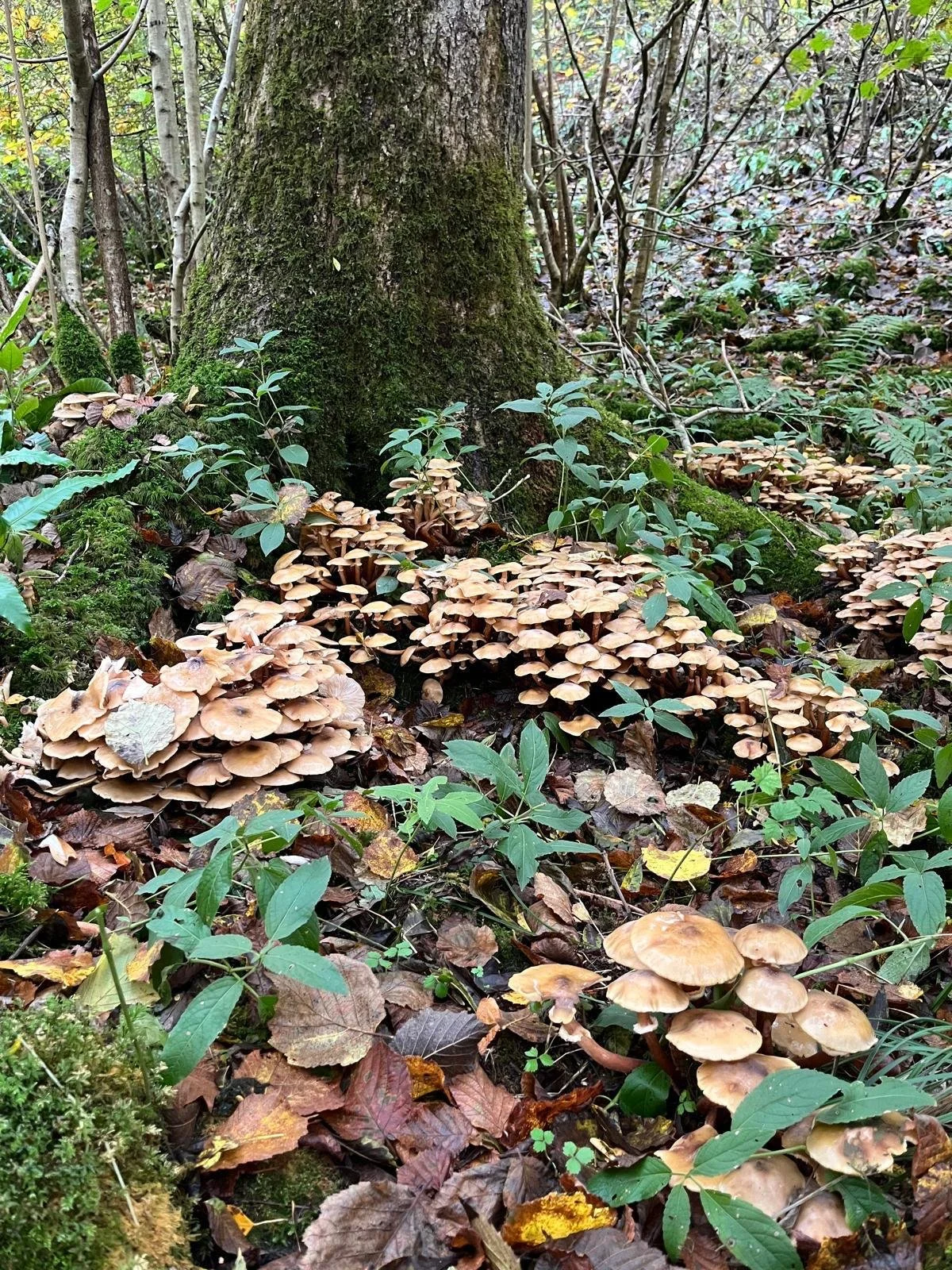 Woodwise: the autumn fungi edition