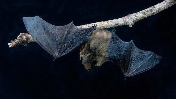 common-pipistrelle-bat-pipistrellus-pipistrellus-hanging-upside-down-alamy-2g3cce8-michelle-howell.jpg
