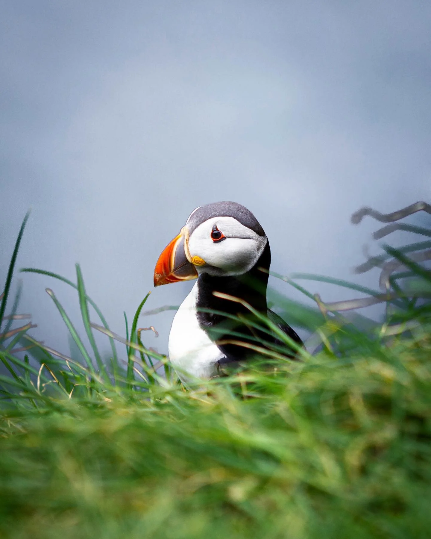 Cuteness overload 🐧
.
.#visitfaroeislands @visitfaroeislands @faroeislands @guidetofaroeislands 
#puffin #puffinsofinstagram #puffins #faroe #faroeislands #puffinworld #hiking #photography #faroeisland #bird #earth #nature #birdphotography #birdlove