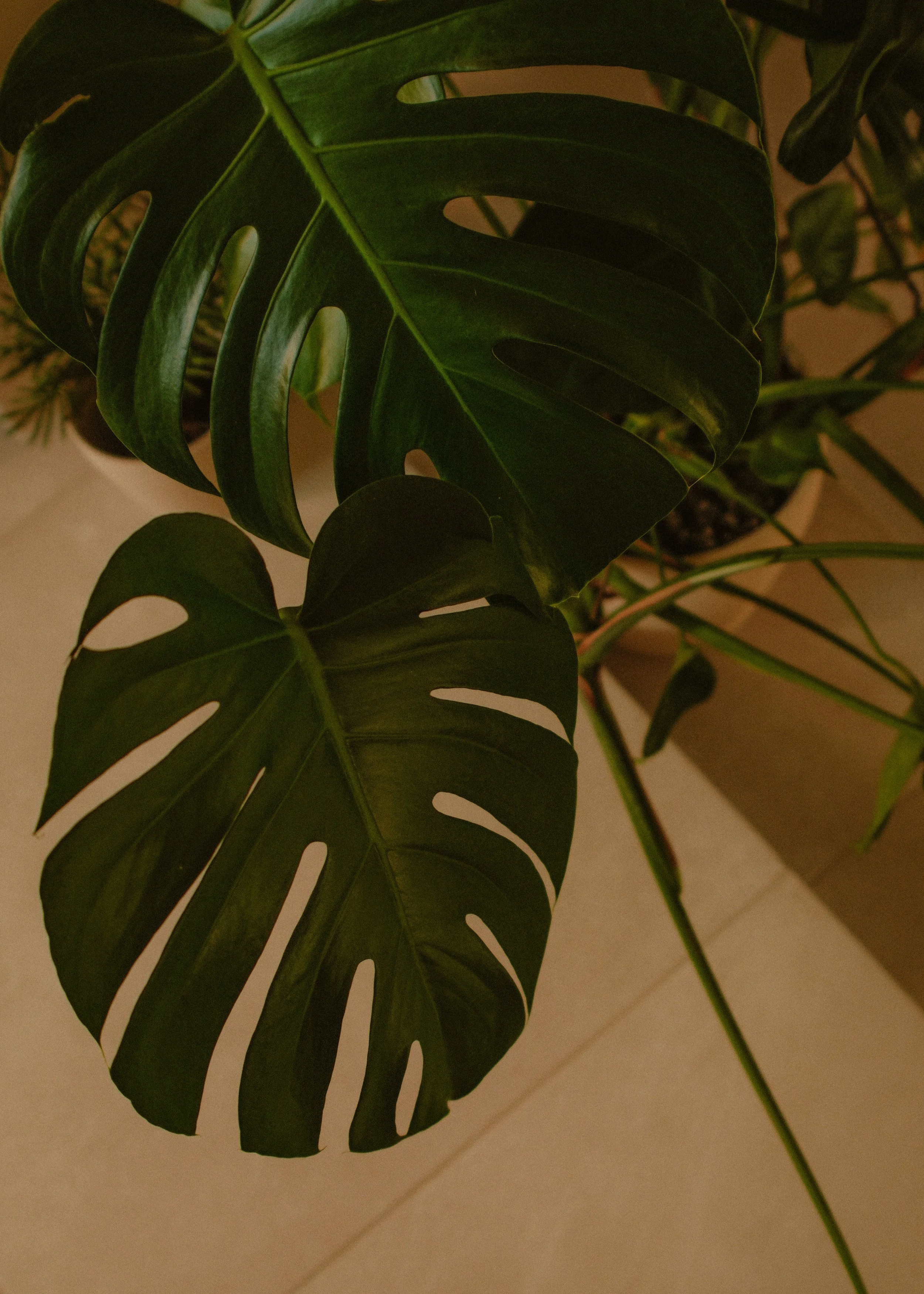 DSCF2067.jpg
