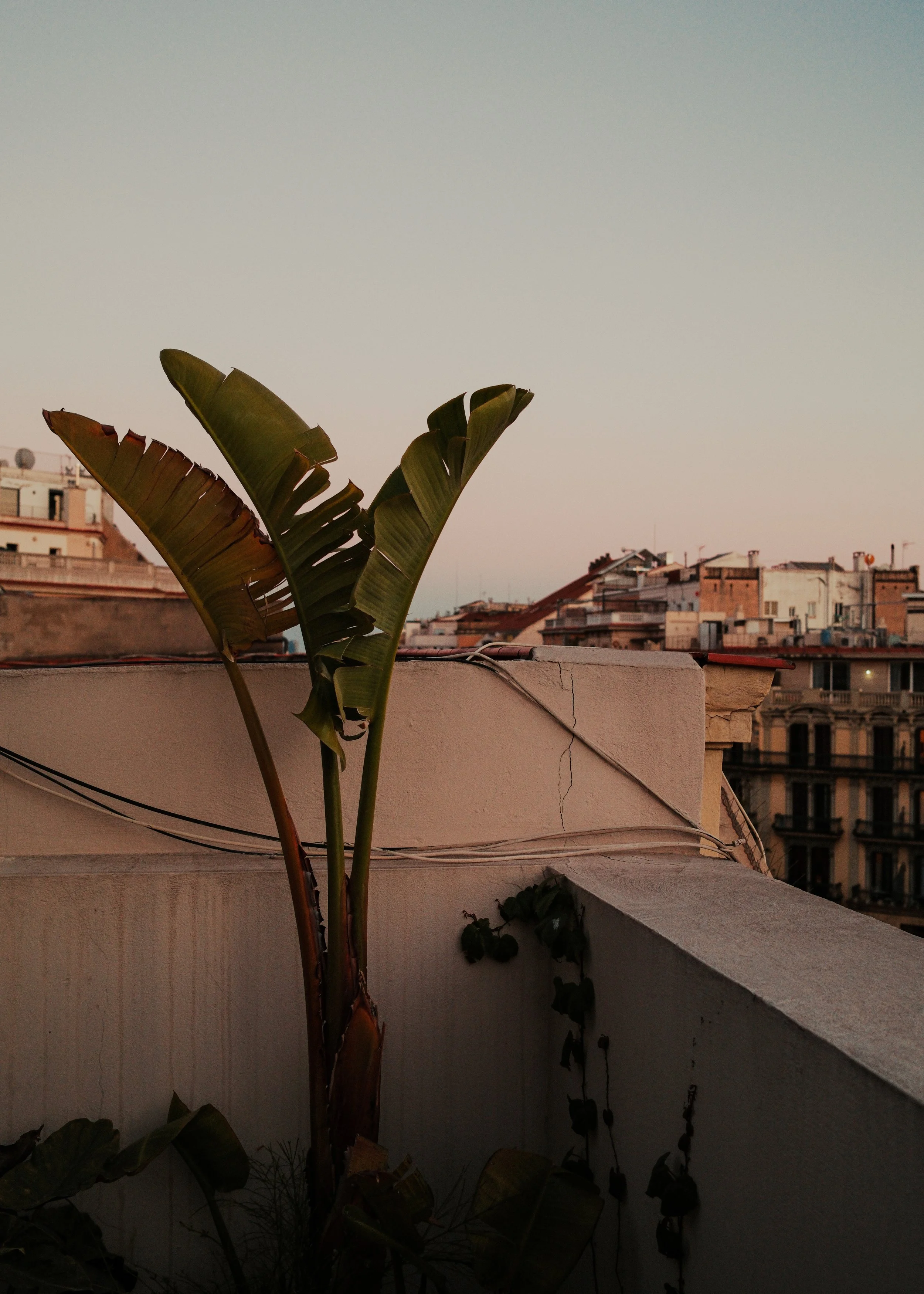 DSCF1325.jpg
