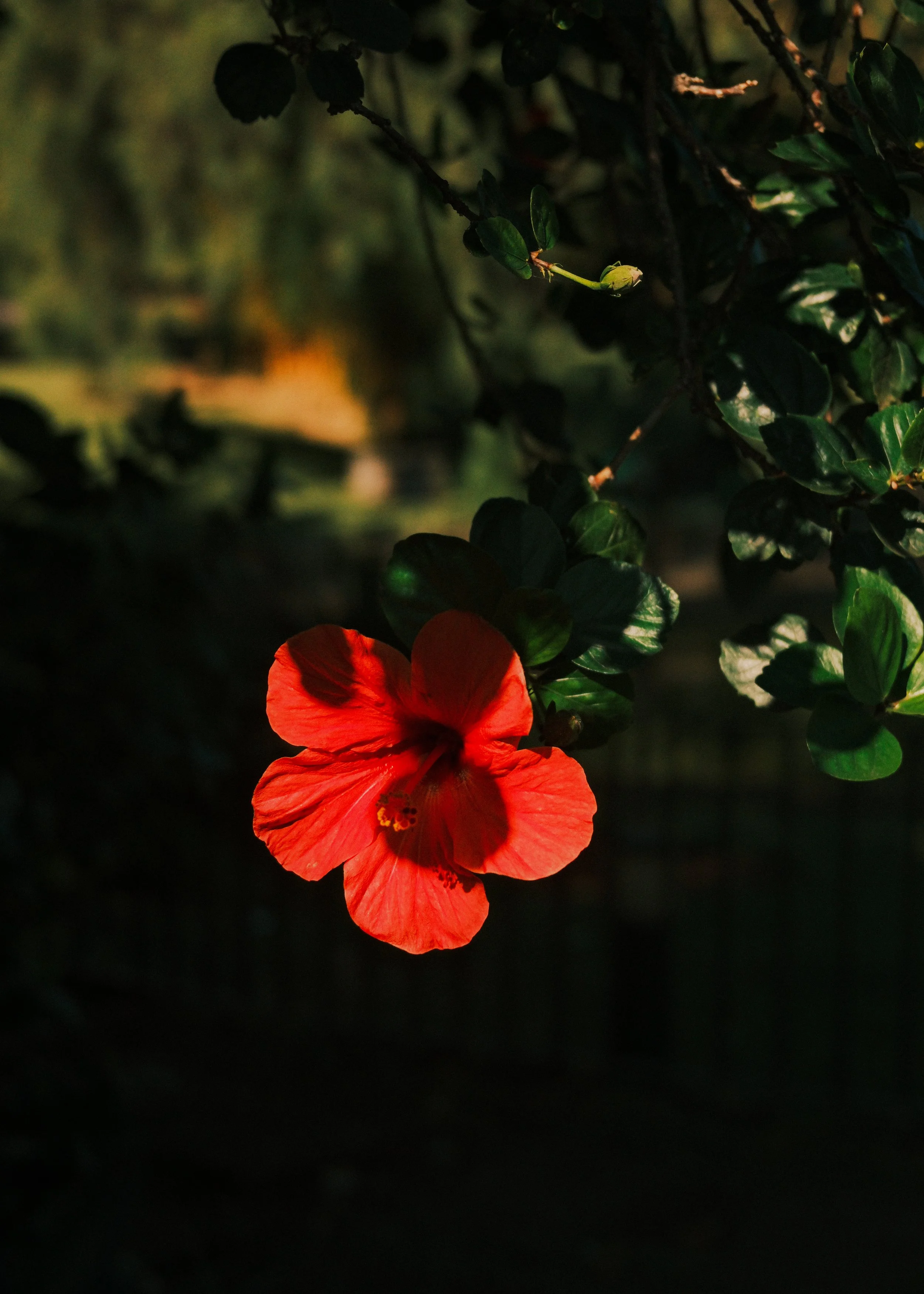 DSCF8792.jpg