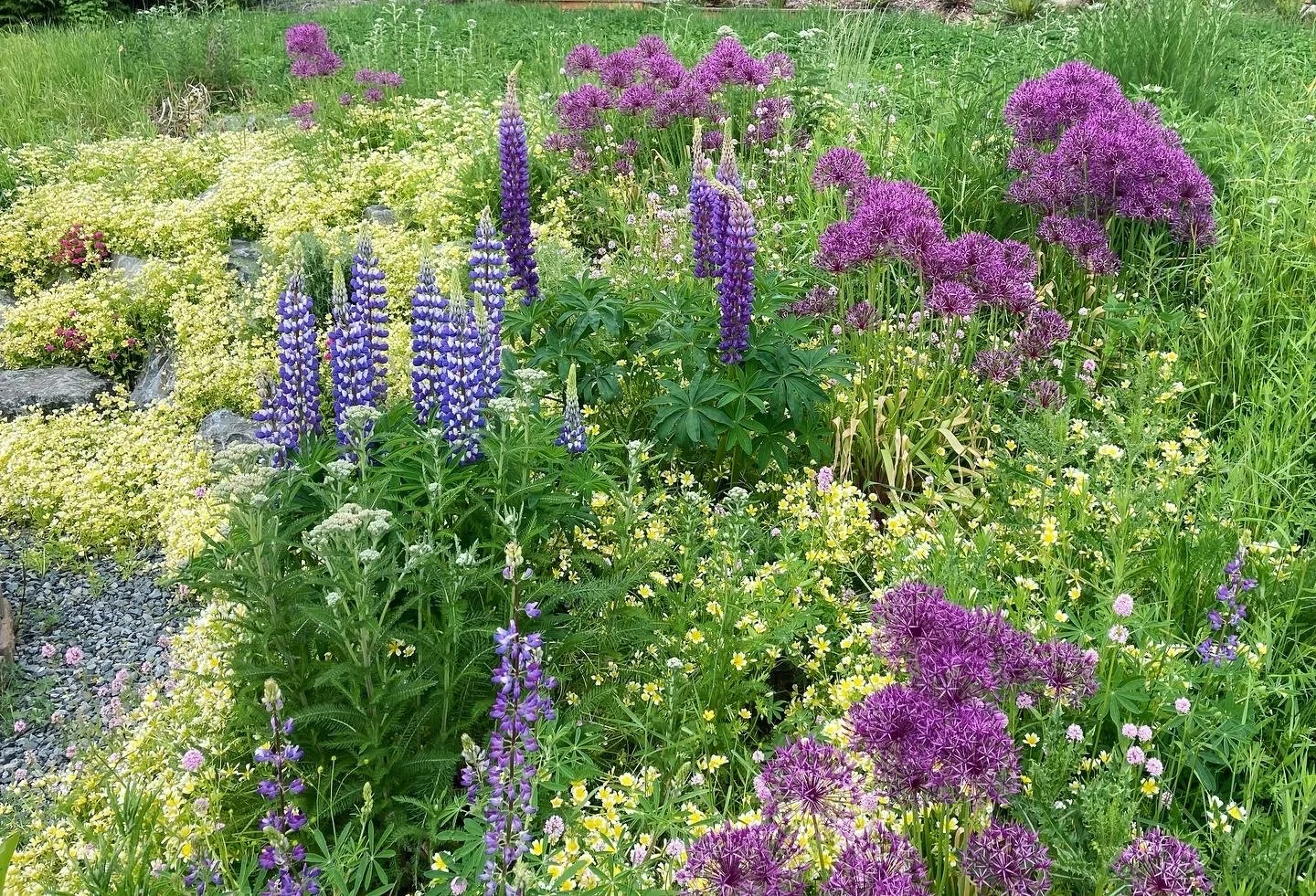Native meadow, grown from seed with ornamental bulbs