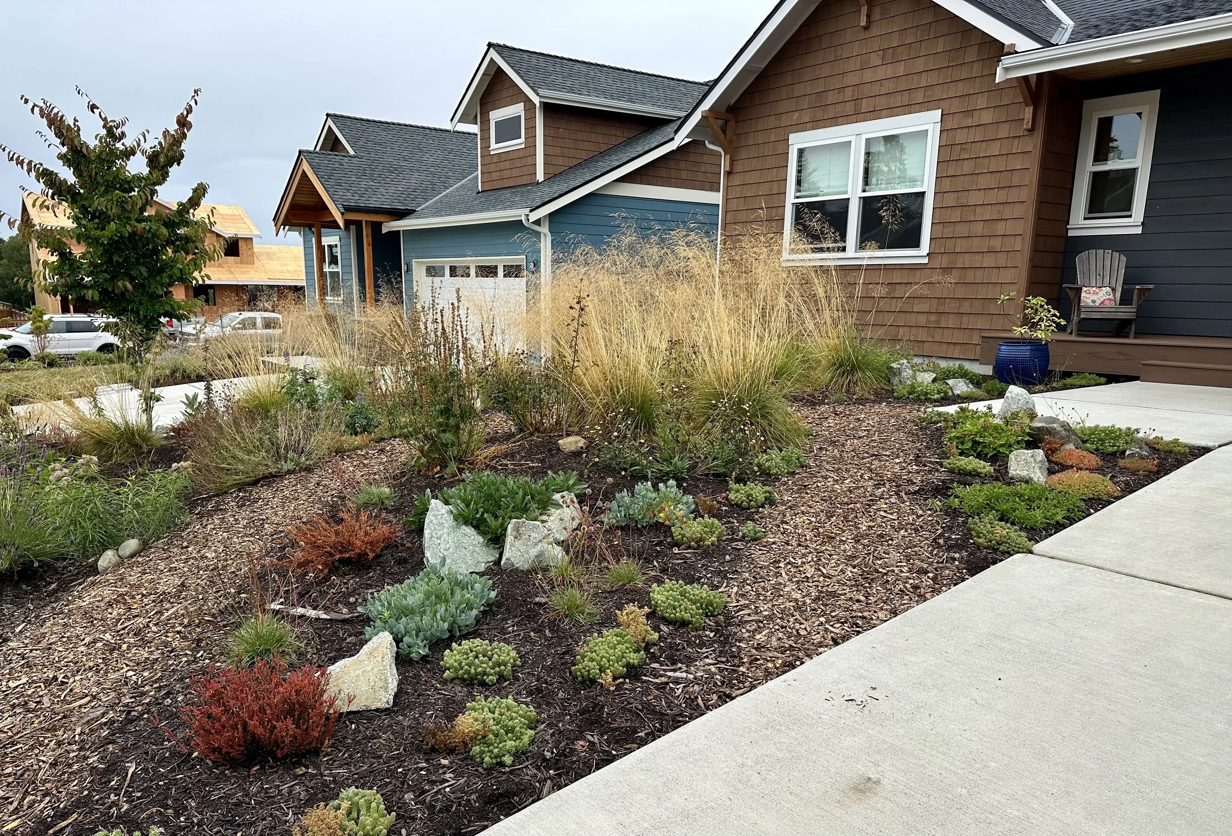 Native perennial garden, first year after planting