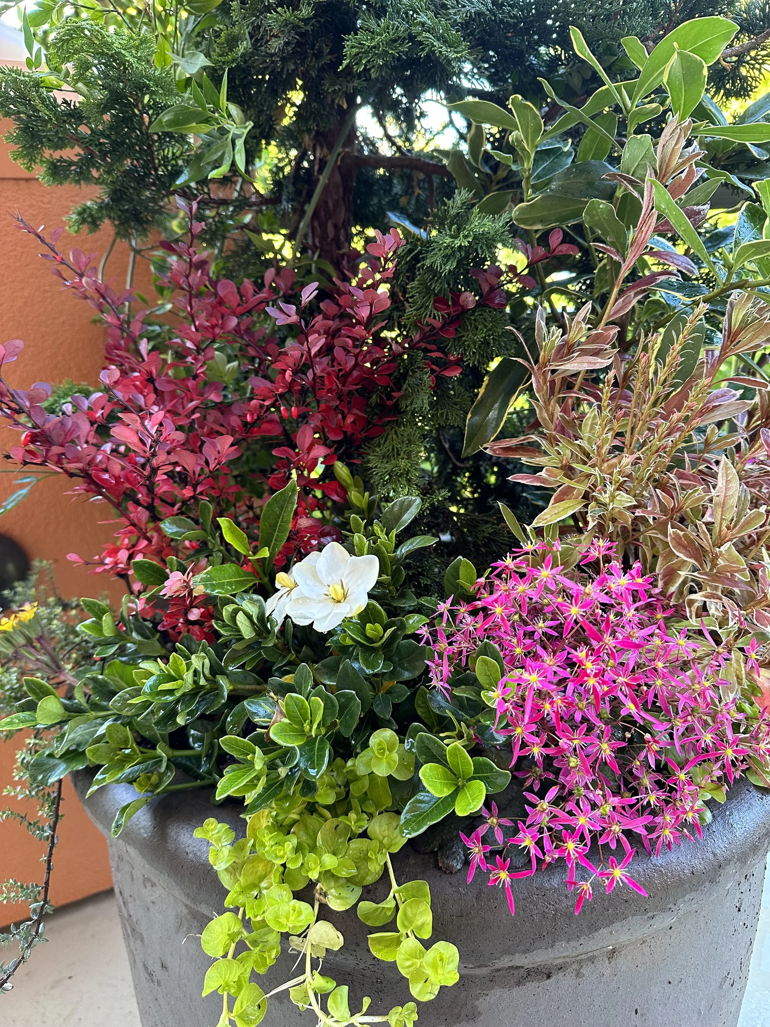 Detail of planted pot