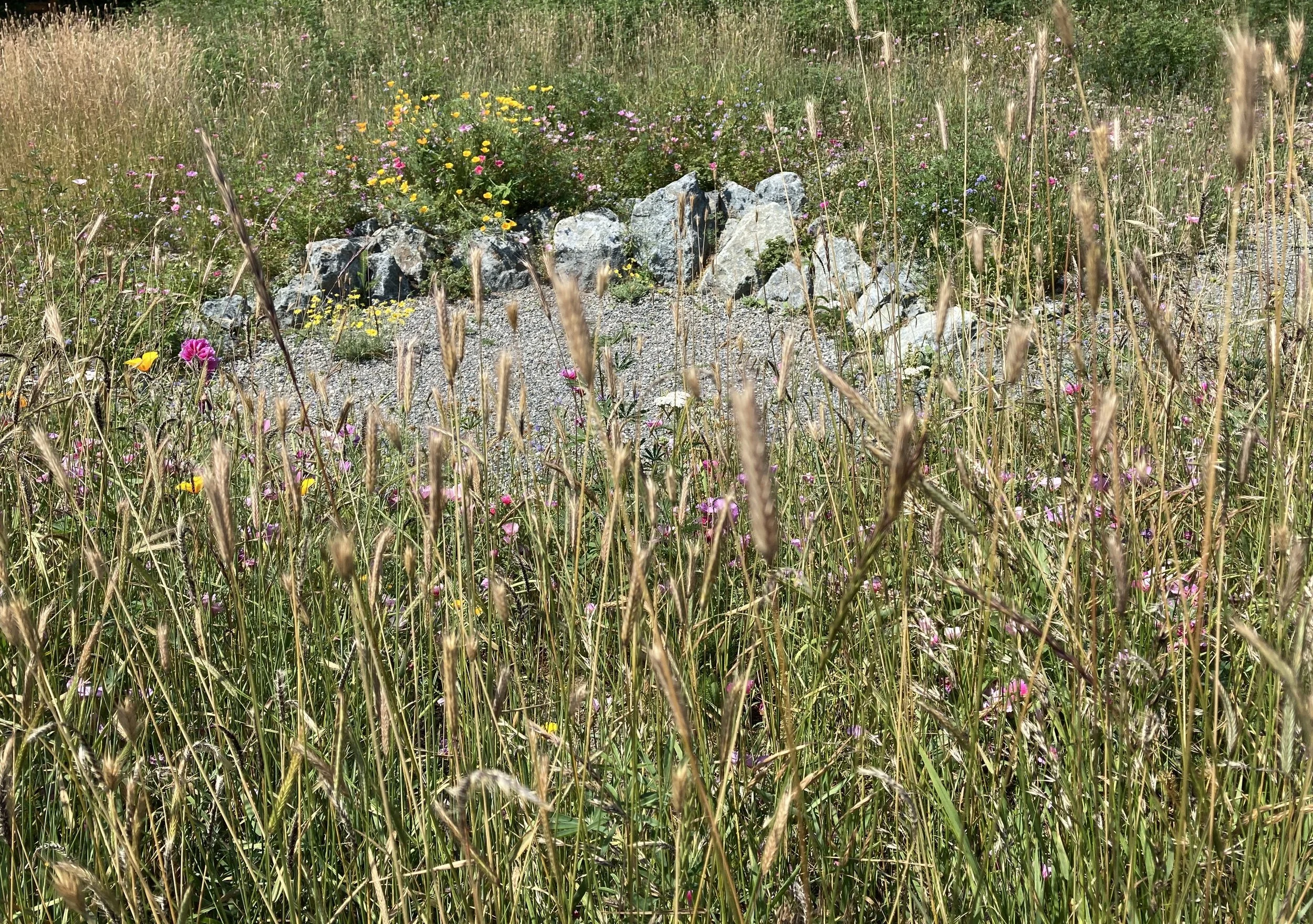 Summer native meadow with sitting area