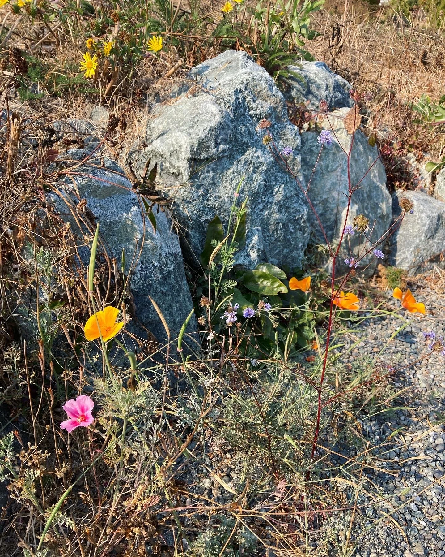 Detail of rock wall in native meadow