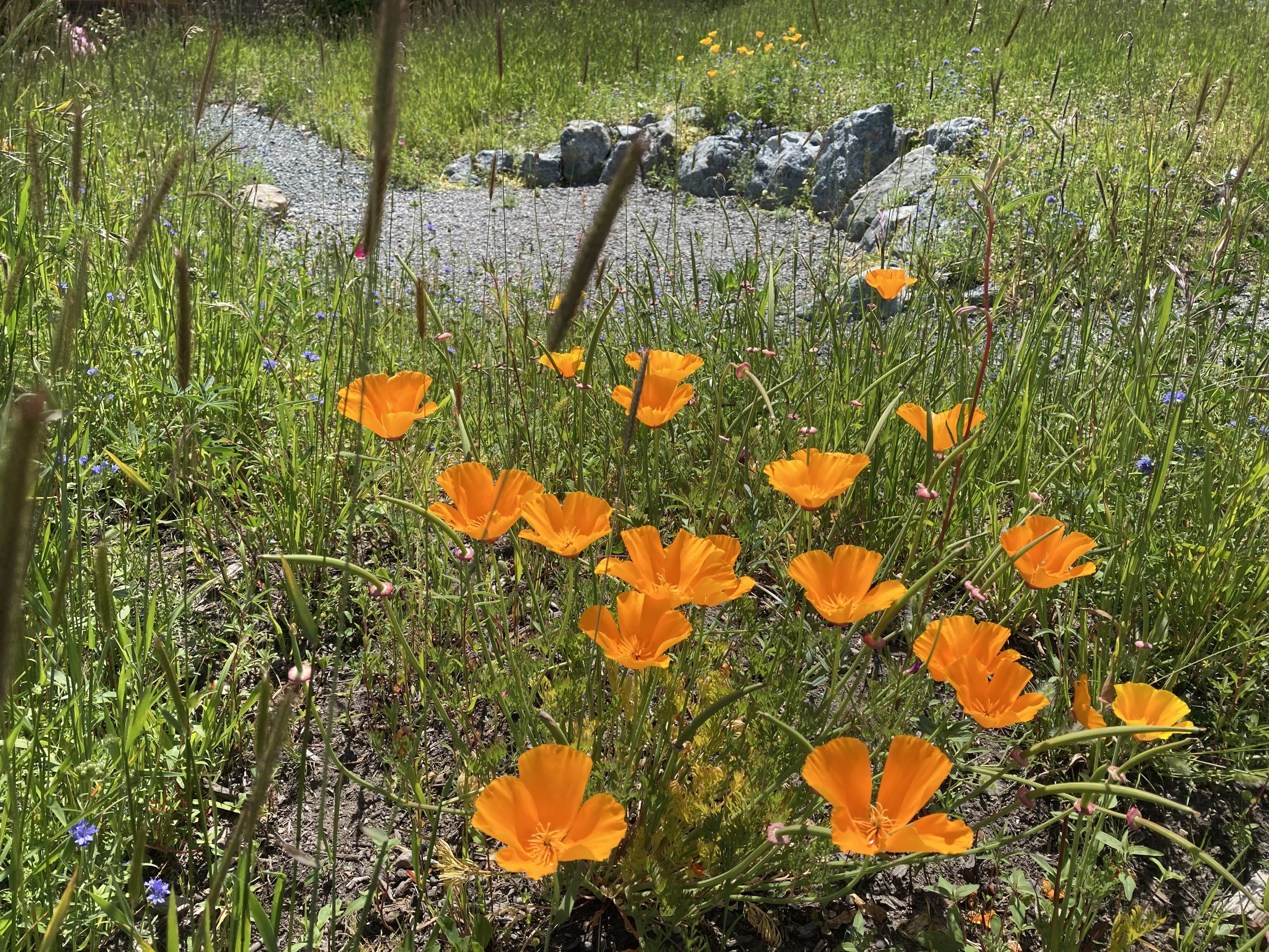 California poppies in the spring