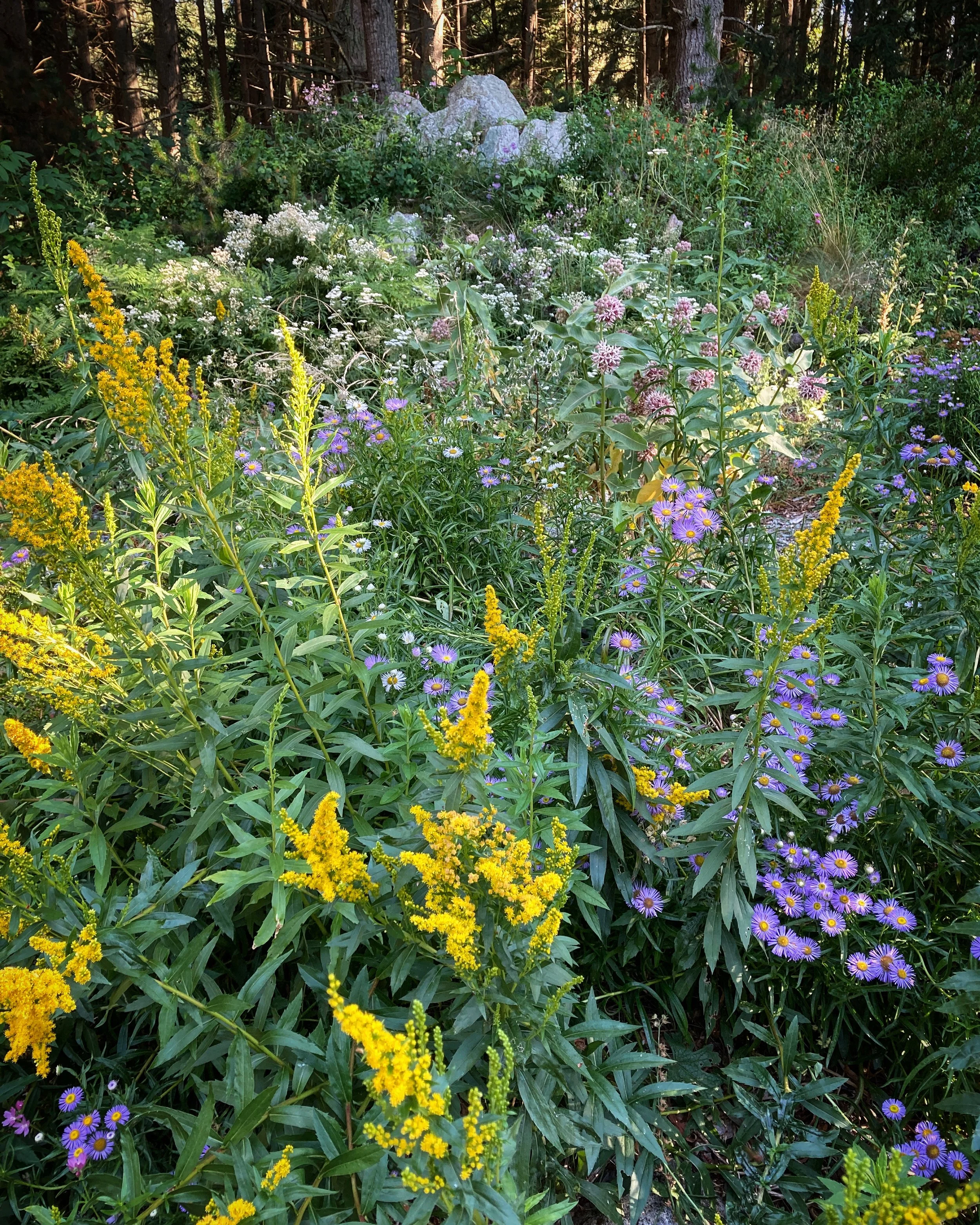 Goldenrod and Showy fleabane