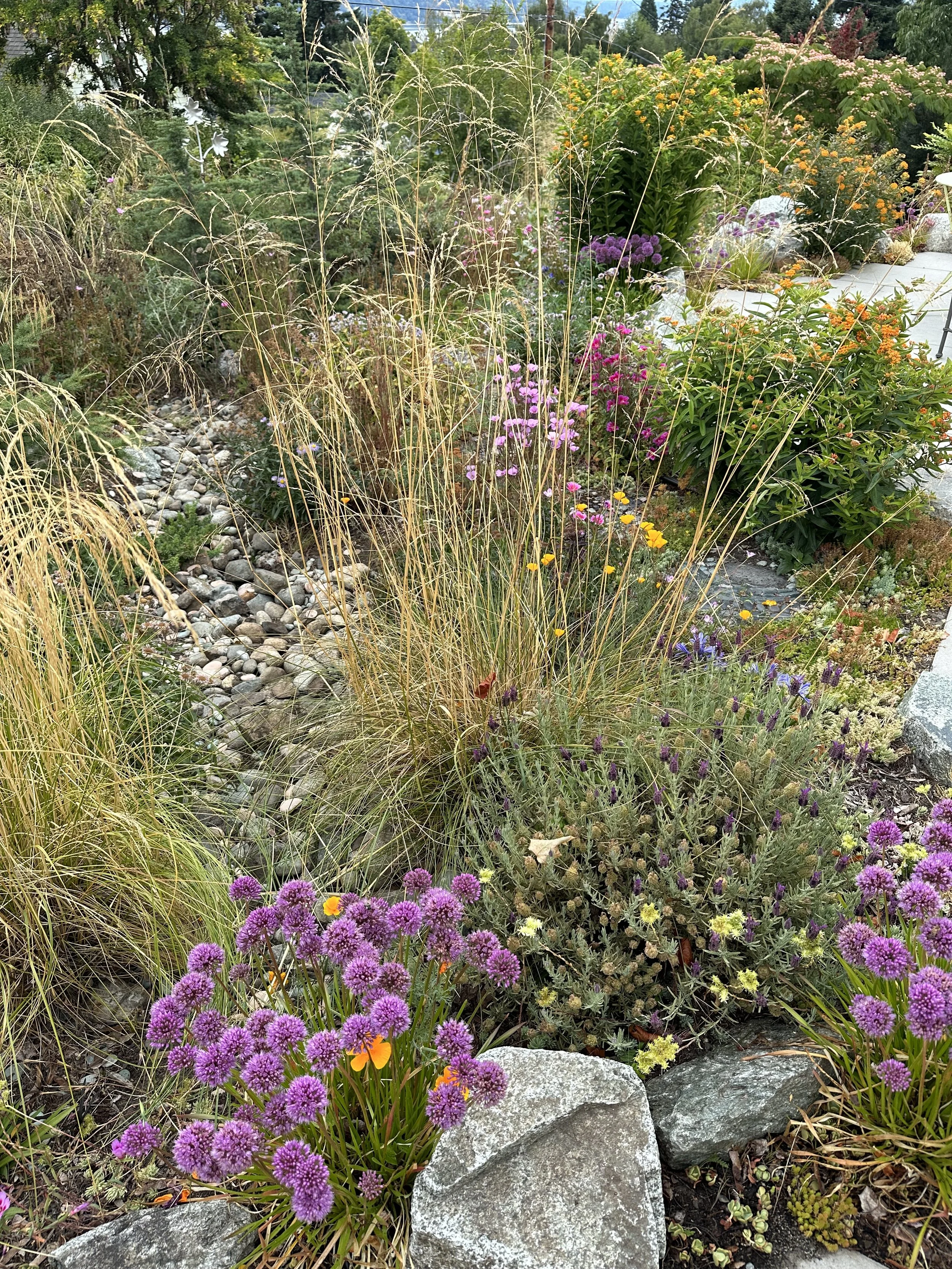 Dry riverbed in native alpine garden