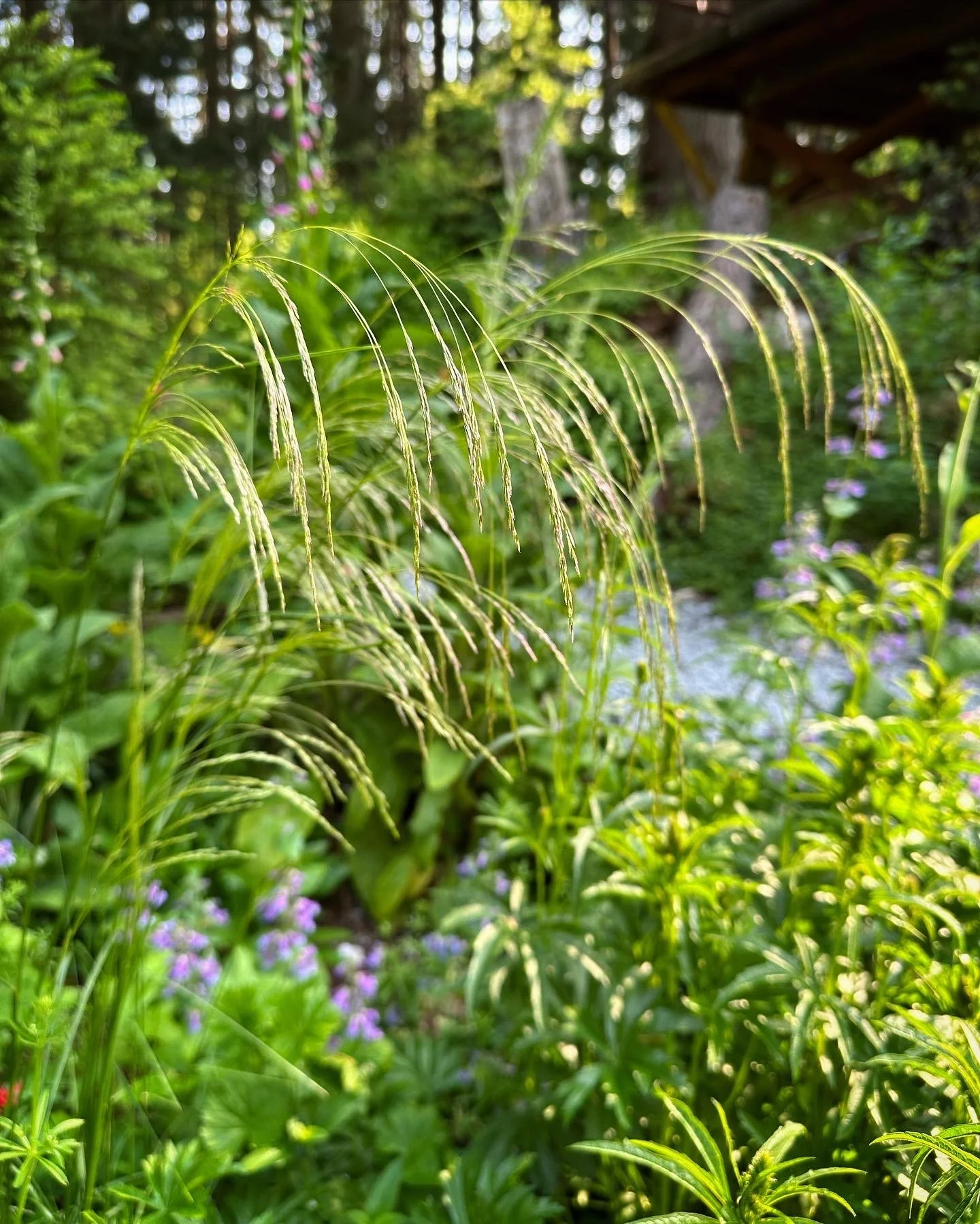 Tufted hairgrass in woodland meadow