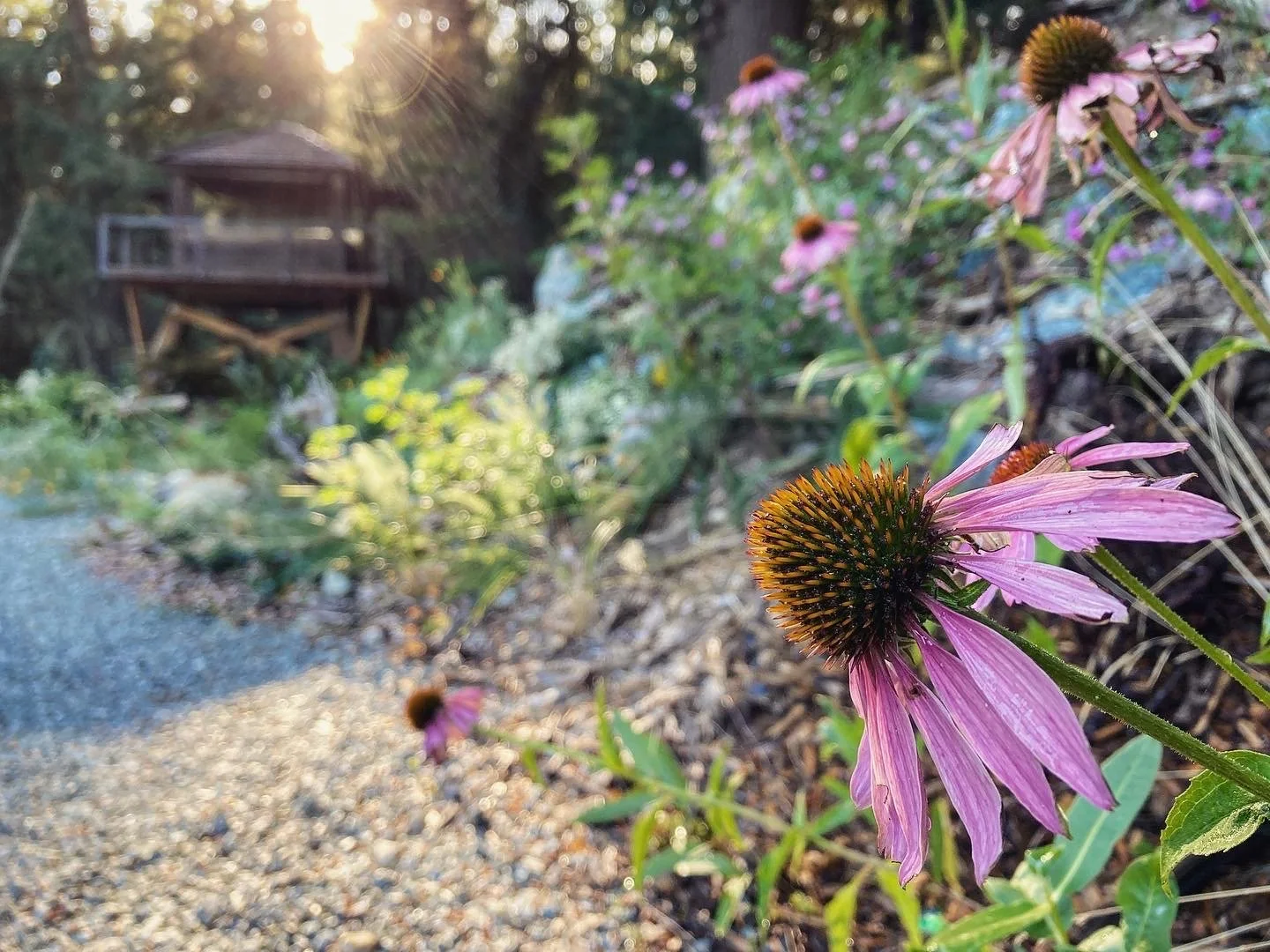 Echinacea slope garden