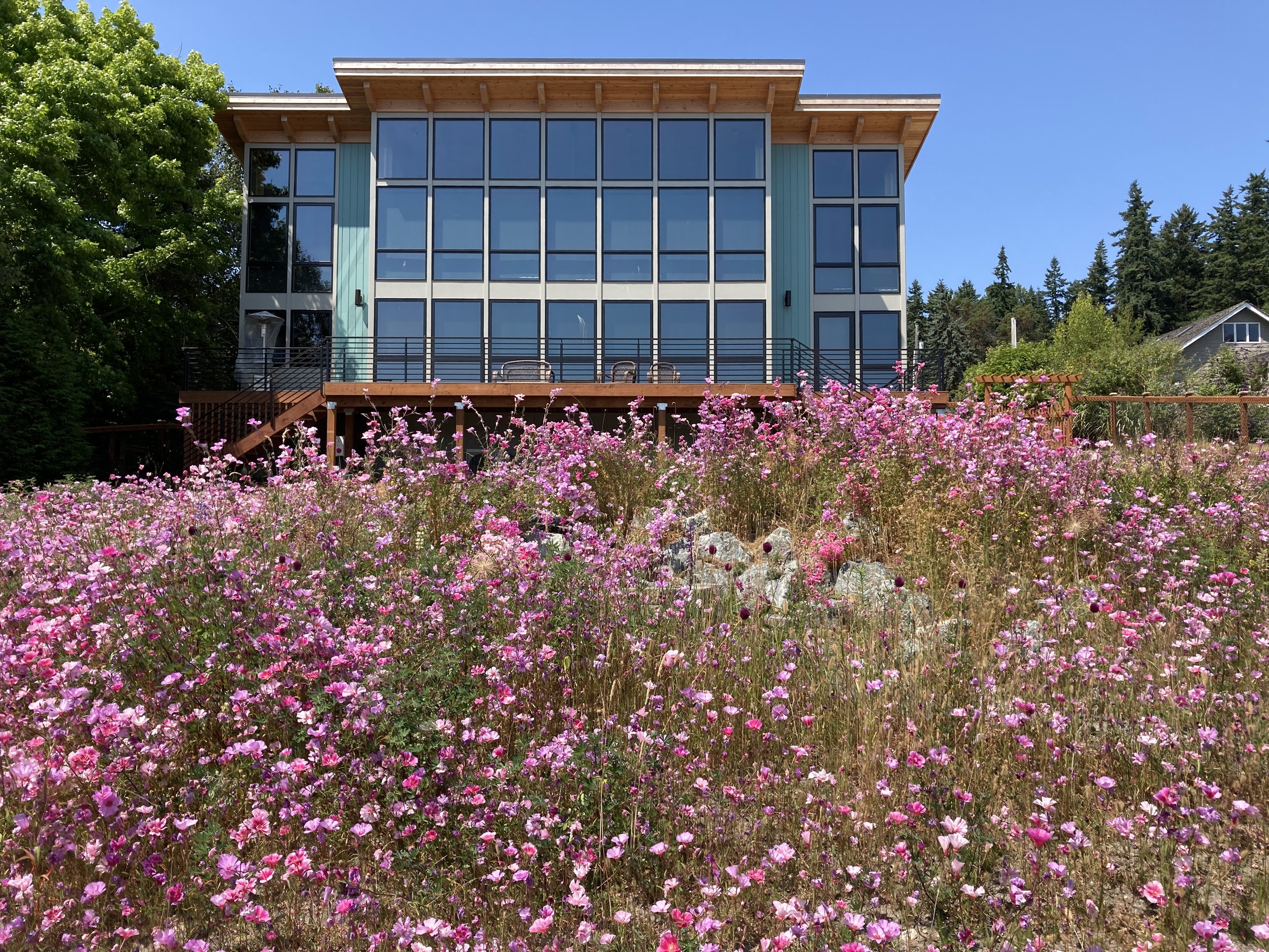 Sitting area after planting native meadow, year one. 