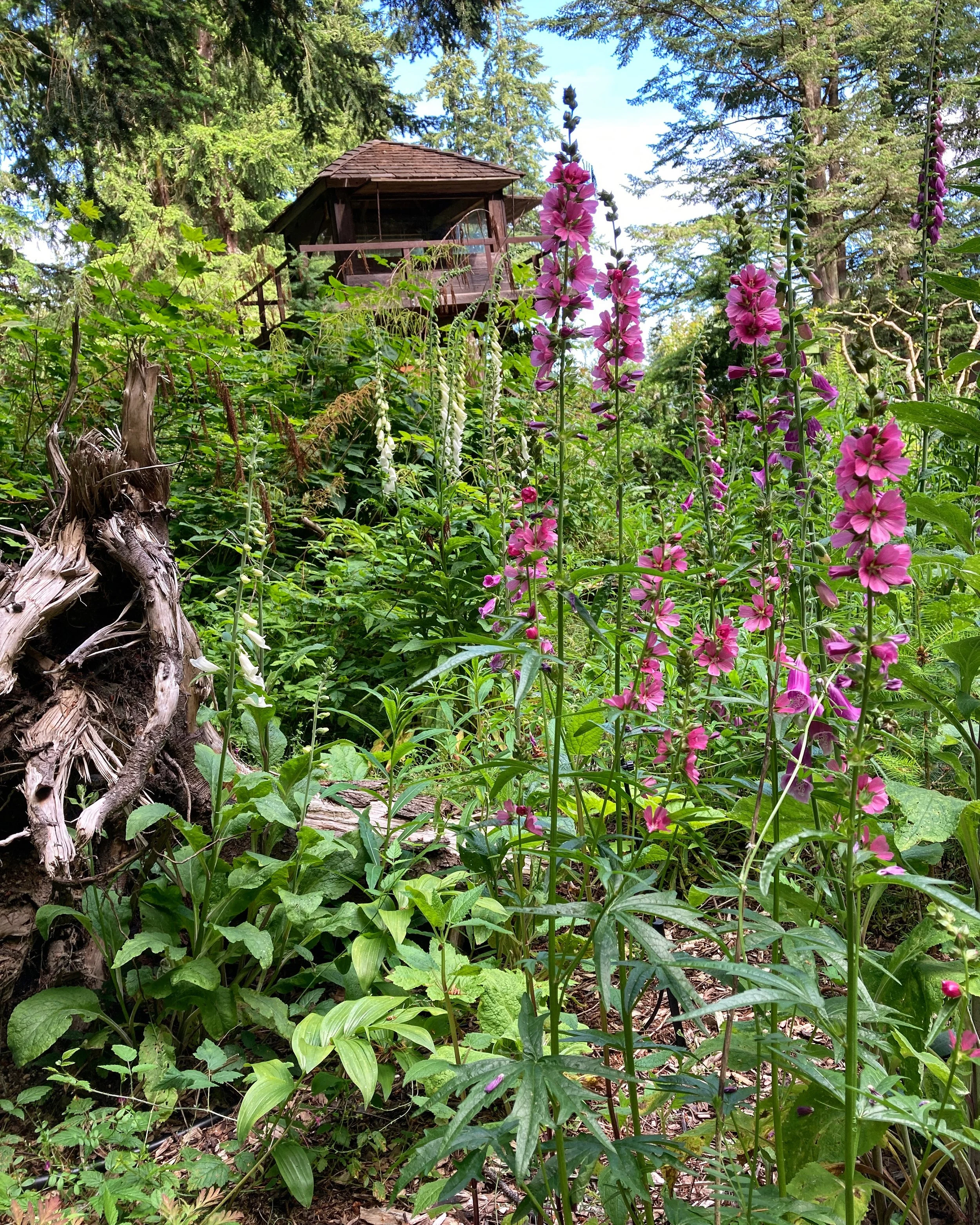 Henderson's Checkermallow