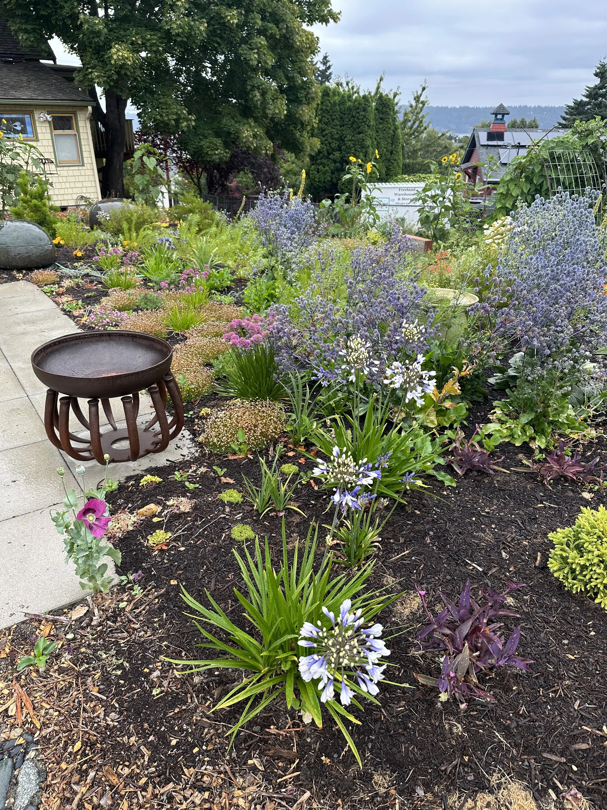 Non-native drought tolerant perennial garden