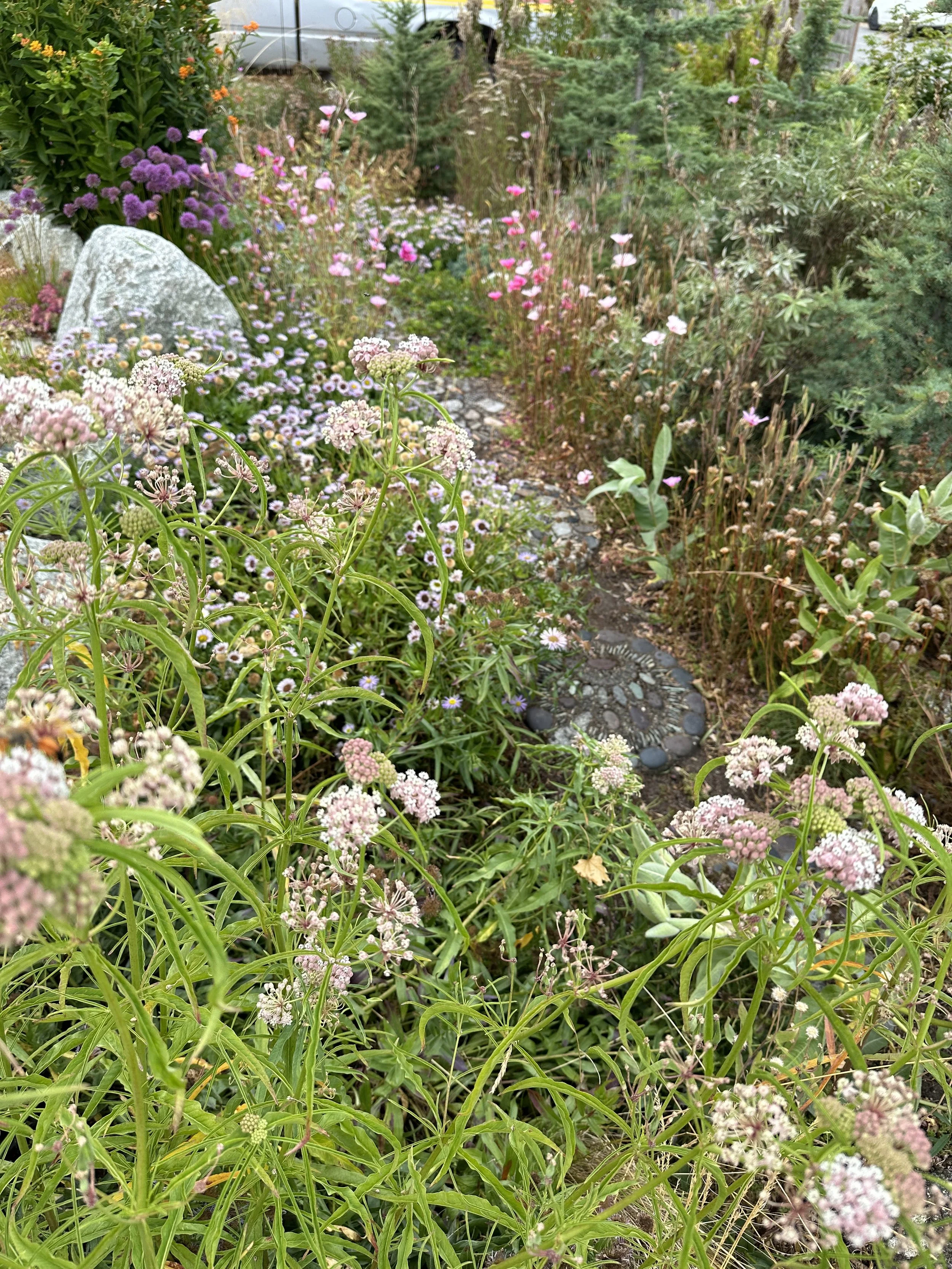 Native alpine garden path