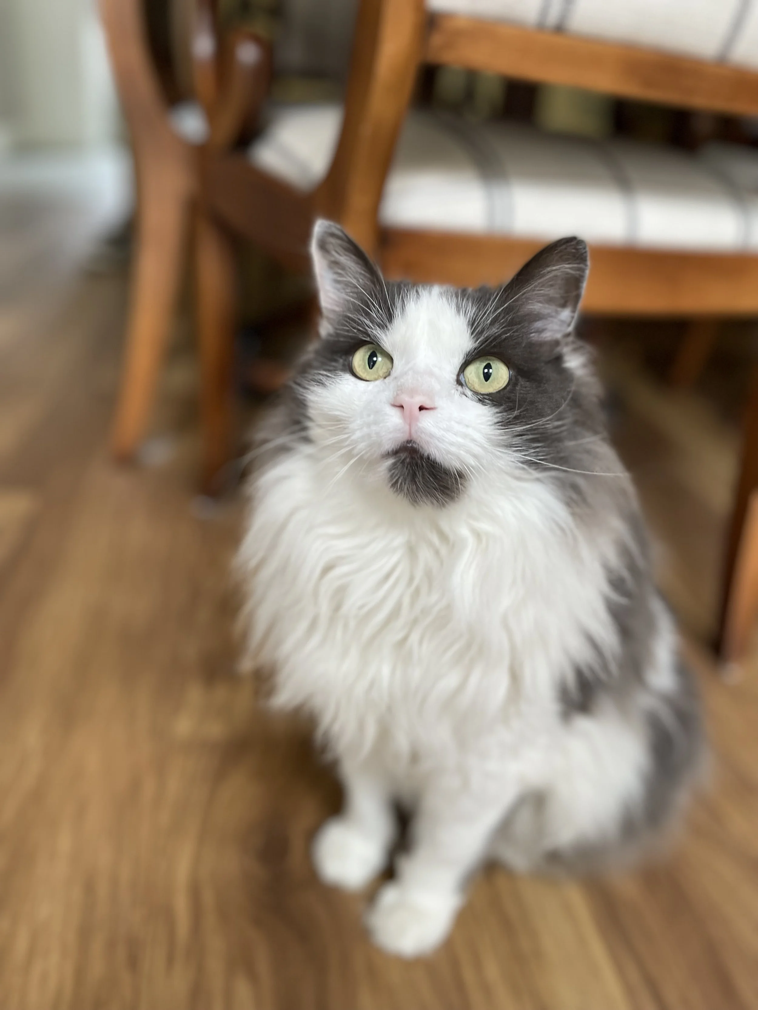 A black and white long-haired cat sitting on a wooden floor with a wooden dining table and chairs in the background.