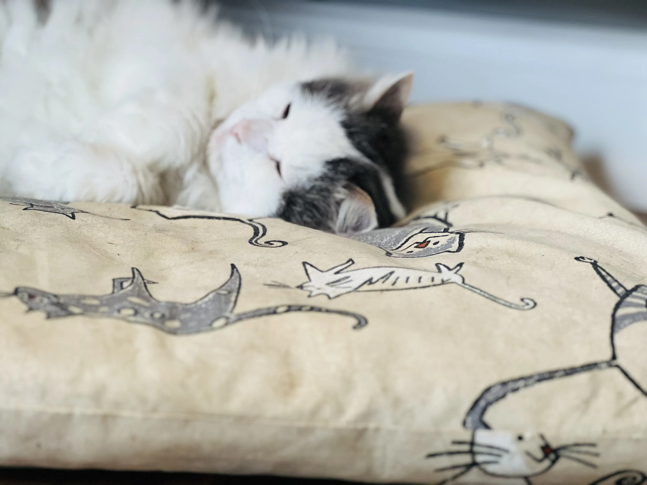 A white and black cat sleeping on a beige sheet with black and red cat illustrations.