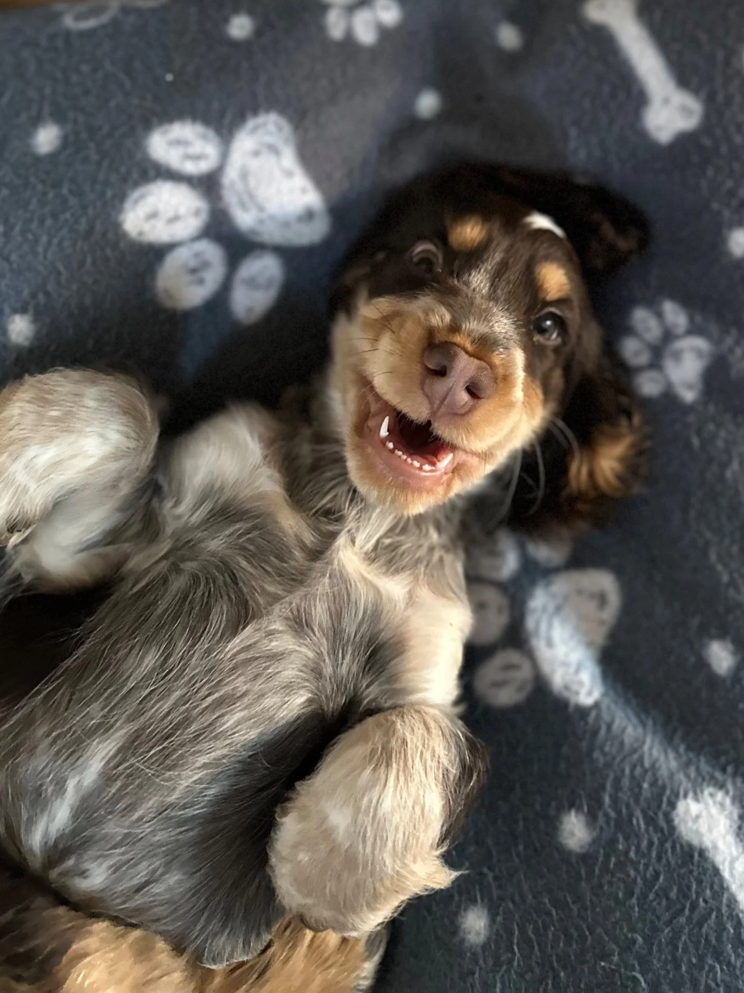 Adorable puppy lying on a fleece blanket with paw print pattern, looking up with a happy expression and mouth open.